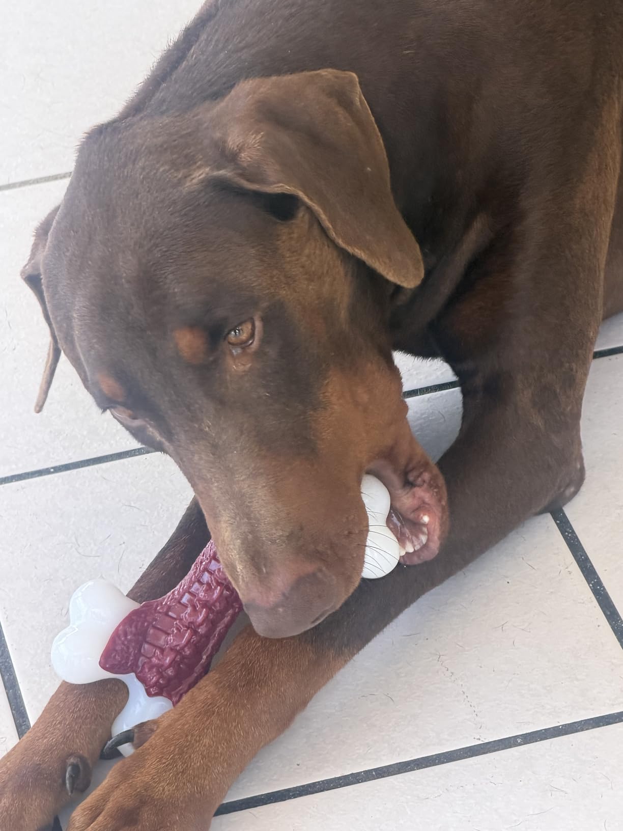 Kseroo Indestructible Dog Toys for Aggressive Chewers: Beef Flavored Hard Nylon Bone Chew Toys for Medium Large Breed Dogs (20-90 lbs), Red customer photo 2