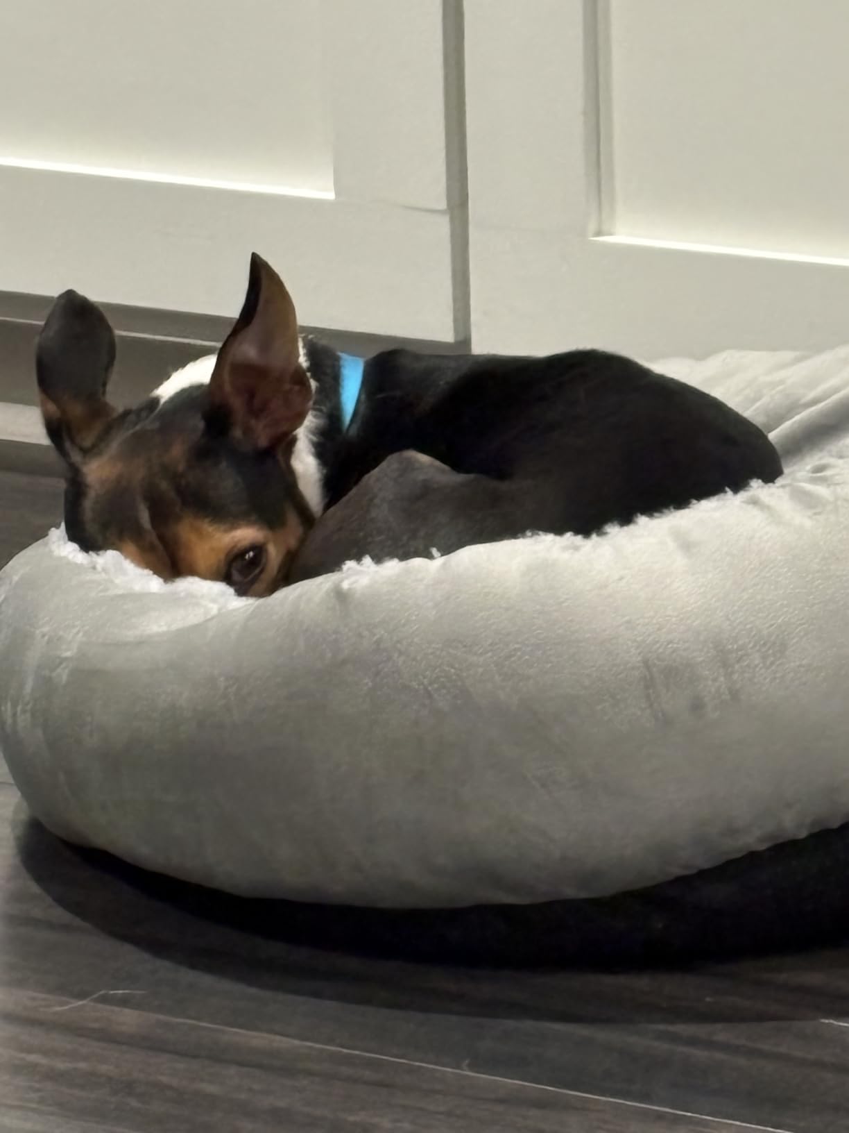 JOEJOY Small Dog Bed Cat Bed with Hooded Blanket, Cozy Cuddler Luxury Puppy Pet Bed, Donut Round Calming Anti-Anxiety Dog Burrow Cave Bed - Anti-Slip Bottom and Machine Washable 23 inch customer photo 1