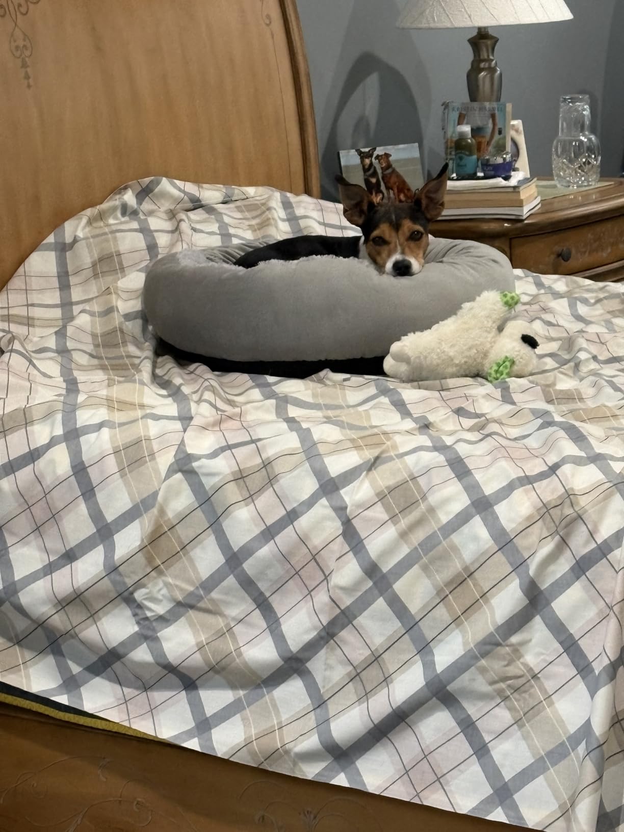 JOEJOY Small Dog Bed Cat Bed with Hooded Blanket, Cozy Cuddler Luxury Puppy Pet Bed, Donut Round Calming Anti-Anxiety Dog Burrow Cave Bed - Anti-Slip Bottom and Machine Washable 23 inch customer photo 2