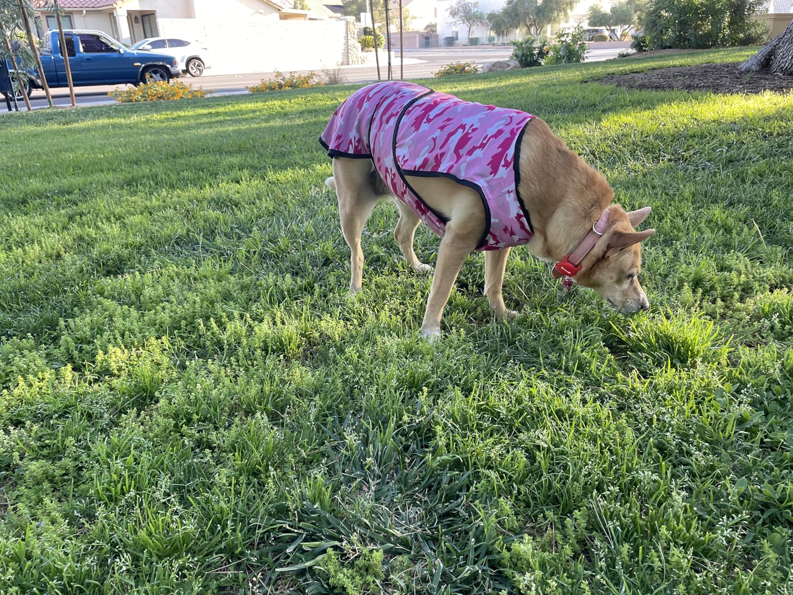 Dog Cooling Vest - 2-Layer Cooling with Soft Microfiber Fabric - Lightweight, Adjustable and Comfortable - UV Protection for Small to Large Dogs - Relief in Hot Weather (Blue, X-Small) customer photo 2