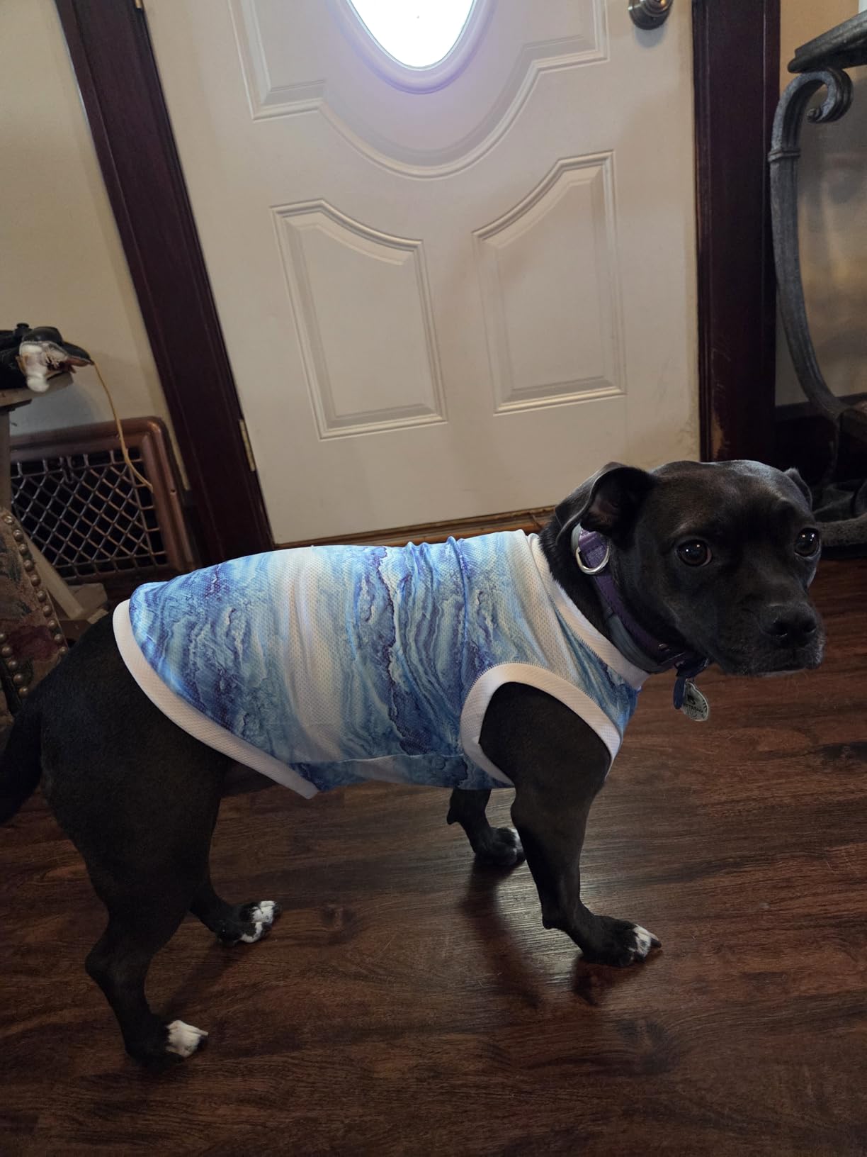 Dog Cooling Vest Shirts Breathable Cooling Jacket Anxiety Relief Sun Protection, Soft Dog Cool Coat for Small Medium Dogs Cats Outdoor Walking Training Hiking on Summer customer photo 1