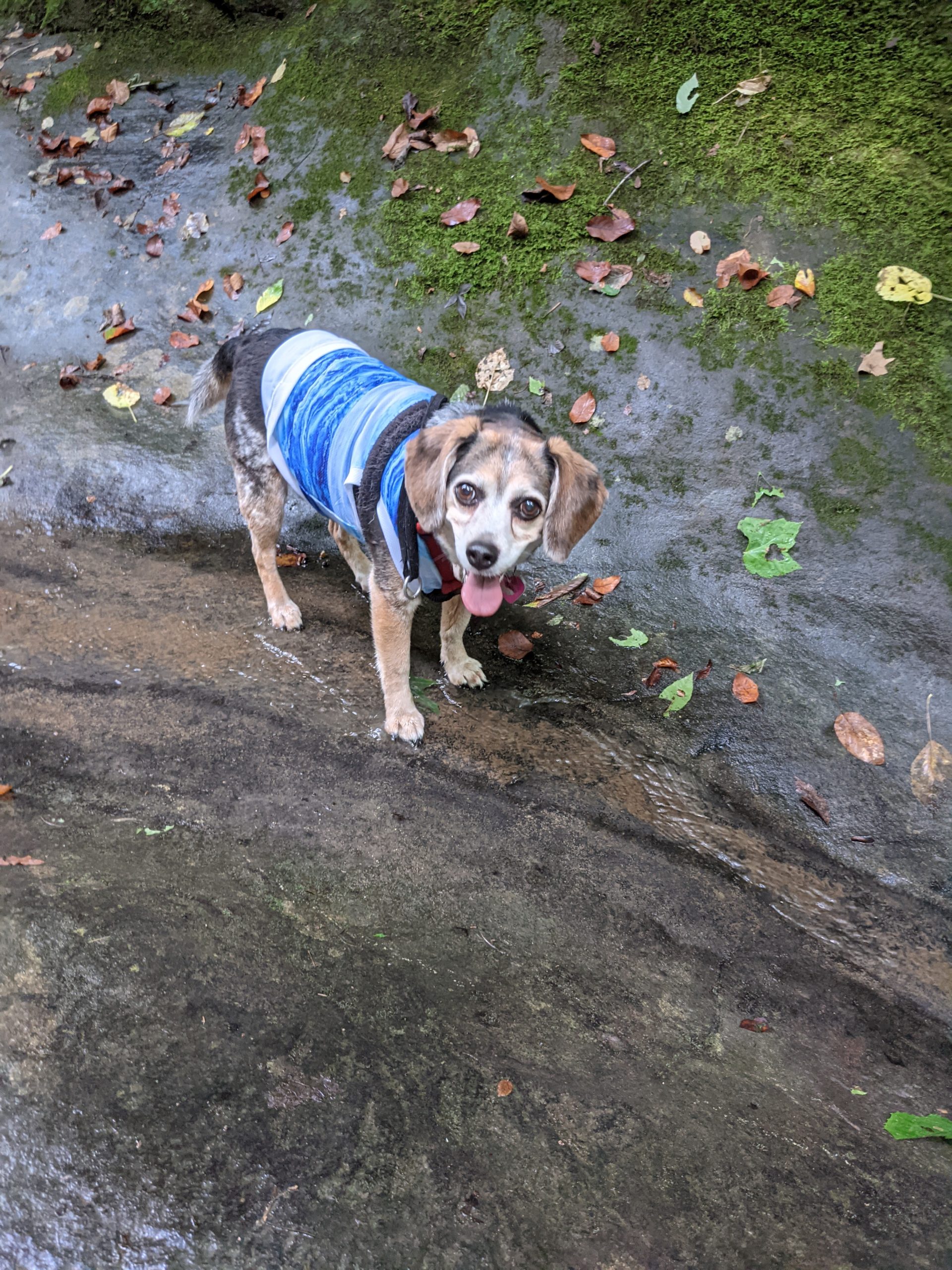 Dog Cooling Vest Shirts Breathable Cooling Jacket Anxiety Relief Sun Protection, Soft Dog Cool Coat for Small Medium Dogs Cats Outdoor Walking Training Hiking on Summer customer photo 2