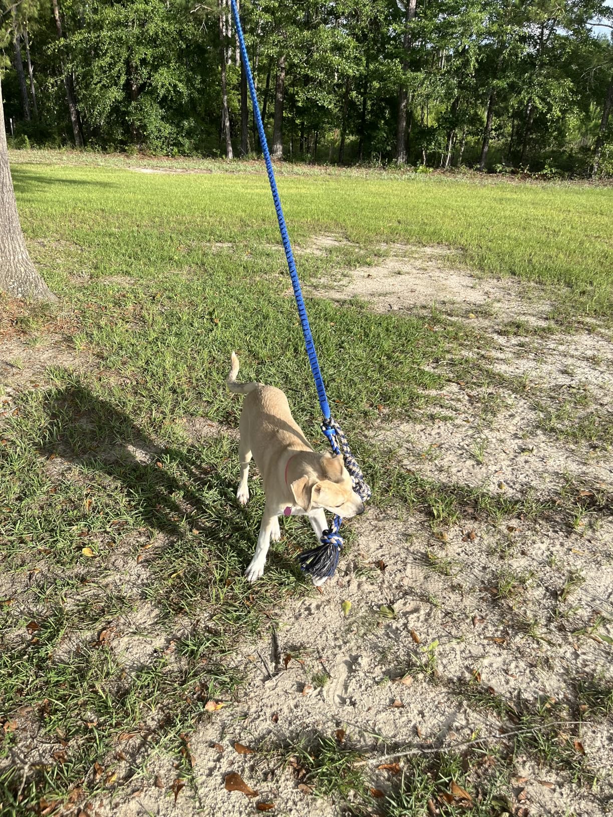 Dog Hanging Bungee Tug Toy: Interactive Tether Tug-of-War for Pitbull Small to Large Dogs to Exercise and Fun Solo Play - Durable Retractable Tugger Dog Rope Toy with 2 Chew Rope Toys customer photo 1