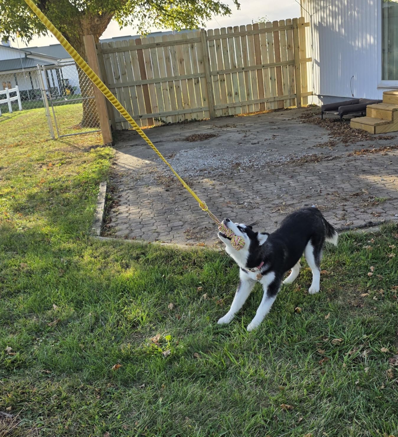 Dog Hanging Bungee Tug Toy: Interactive Tether Tug-of-War for Pitbull Small to Large Dogs to Exercise and Fun Solo Play - Durable Retractable Tugger Dog Rope Toy with 2 Chew Rope Toys customer photo 2