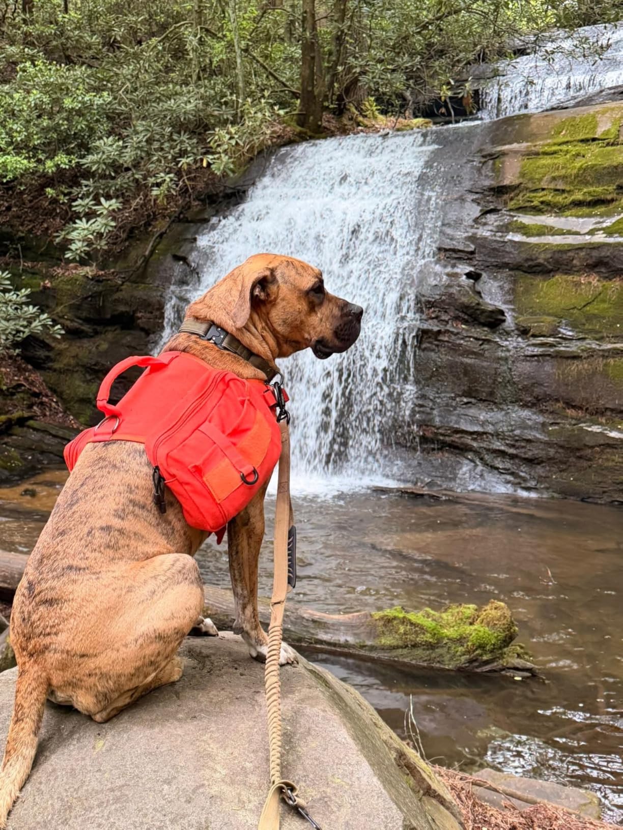 Himal Outdoors Dog Backpack & Saddle Bag, Tactical Hiking Backpack for Large Dogs with Side Pockets & Adjustable Strap customer photo 2