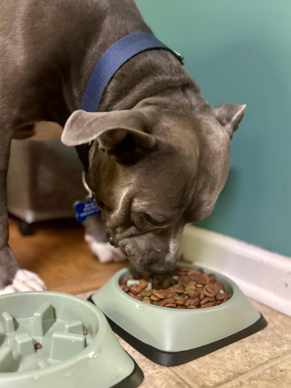 GORILLA GRIP Patented BPA Free Slow Feeder Dog Bowls, Interactive Puzzle Toy for Dogs and Cats Food Training Enrichment, Keeps Pets Busy and Prevents Puppy Overeating, Small Breeds, 1 Cup, Gray customer photo 2
