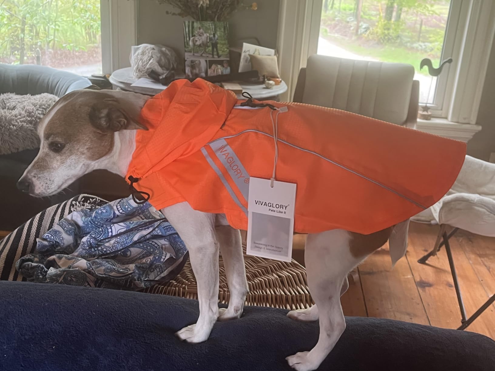 VIVAGLORY Wetoff Dog Raincoat, Rain Coat for Dog All Seasons Adventure, Rain Jacket with Harness Hole & Hood, Reflective Lightweight Waterproof for Doggy & Puppy, L, Orange customer photo 1