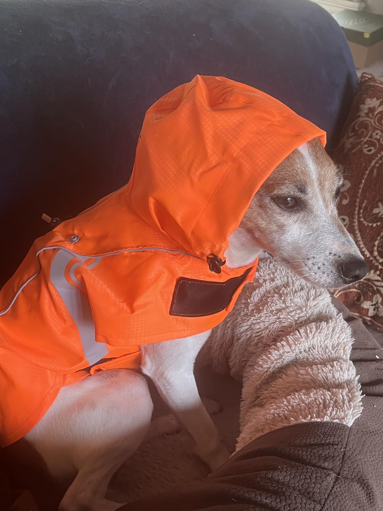 VIVAGLORY Wetoff Dog Raincoat, Rain Coat for Dog All Seasons Adventure, Rain Jacket with Harness Hole & Hood, Reflective Lightweight Waterproof for Doggy & Puppy, L, Orange customer photo 2