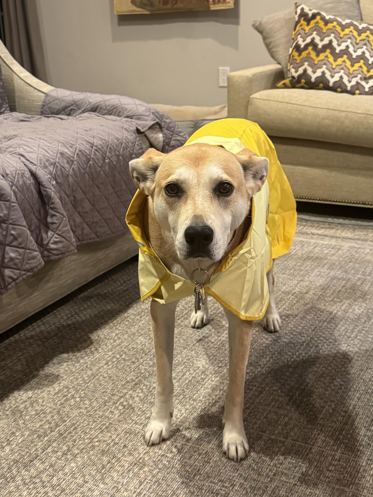 Ruffwear Sun Shower Dog Raincoat, All-Weather Jacket, Waterproof, Windproof & Lightweight, Midnight Blue, X-Large customer photo 1