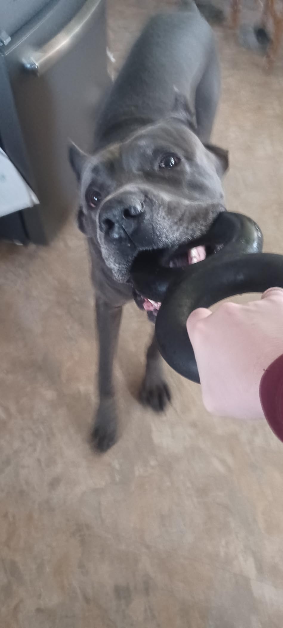 Goughnuts Dog Toys for Aggressive Chewers | Virtually Indestructible Pull Toy for Large Breeds Such as Pit Bulls and German Shepherds | Heavy Duty Tug Dog Toy | Large | Black customer photo 2