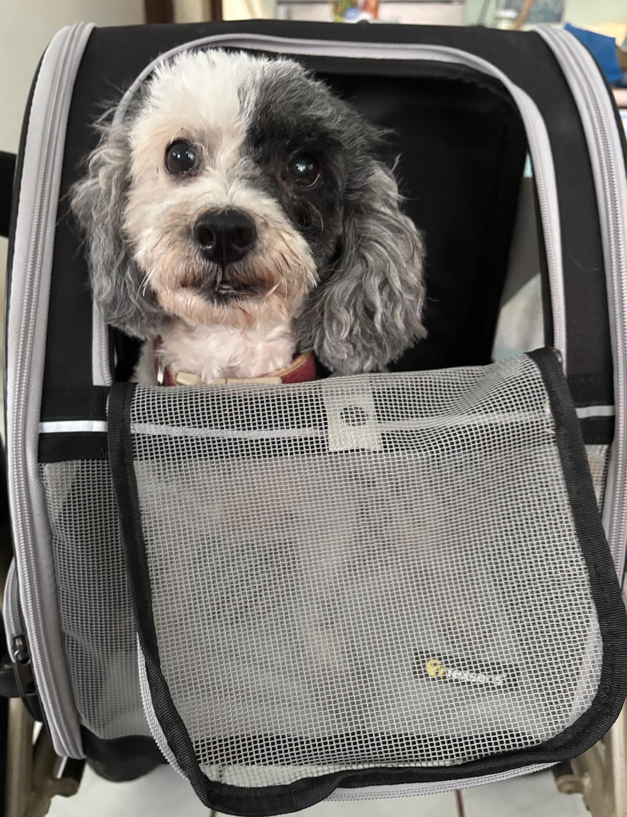 Texsens Pet Backpack Carrier for Small Cats Dogs | Ventilated Design, Safety Straps, Buckle Support, Collapsible | Designed for Travel, Hiking & Outdoor Use (Light Gray) customer photo 2