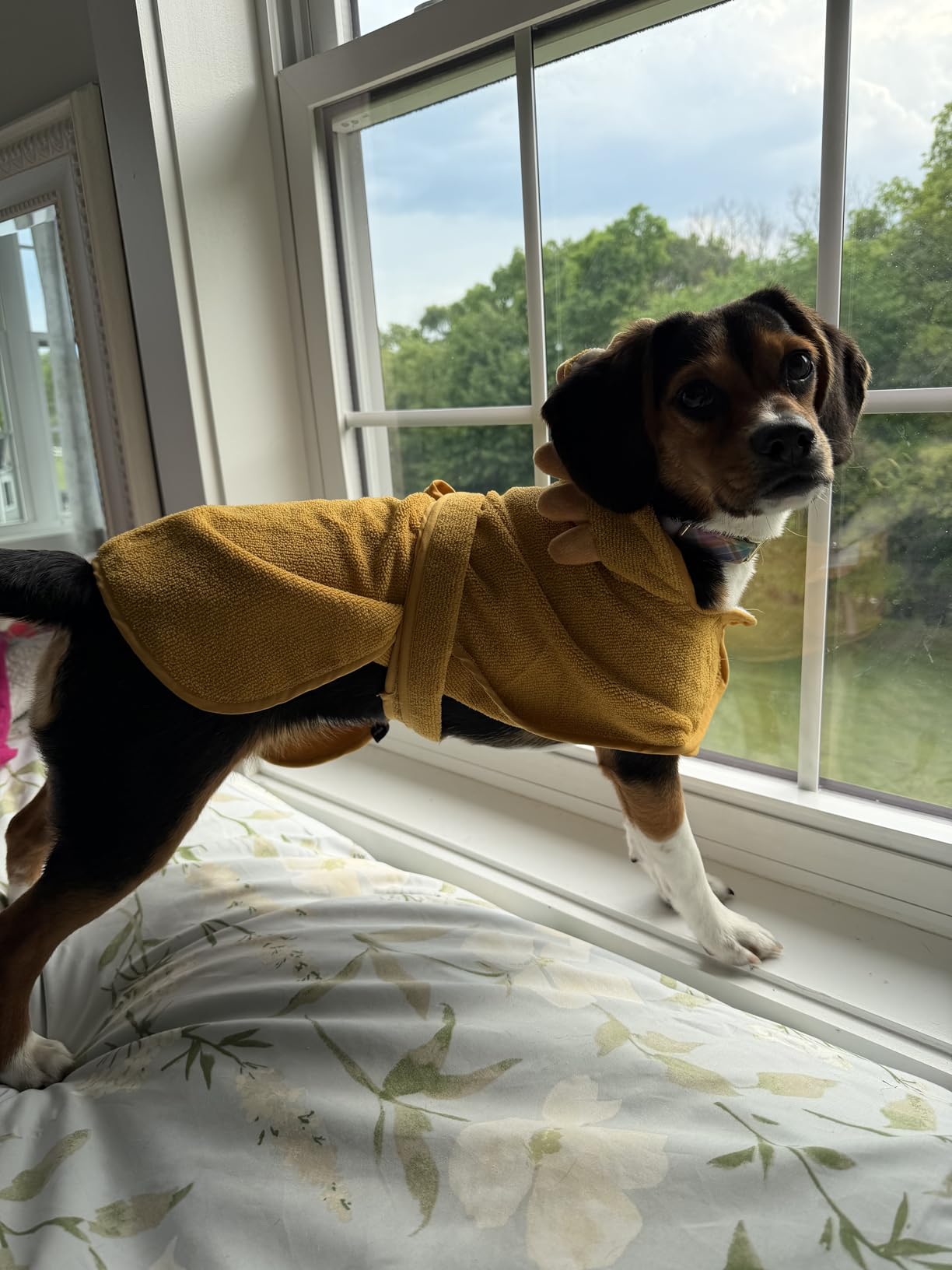 Barkbox Dog Bathrobe Fast Drying with Hook and Loop Closure & Wrap Tie Snuggle, Cute Dogs Clothes, Easy to Clean, Machine Washable, Dog Coats and Tumble Dry Low - Rhino, Large customer photo 1