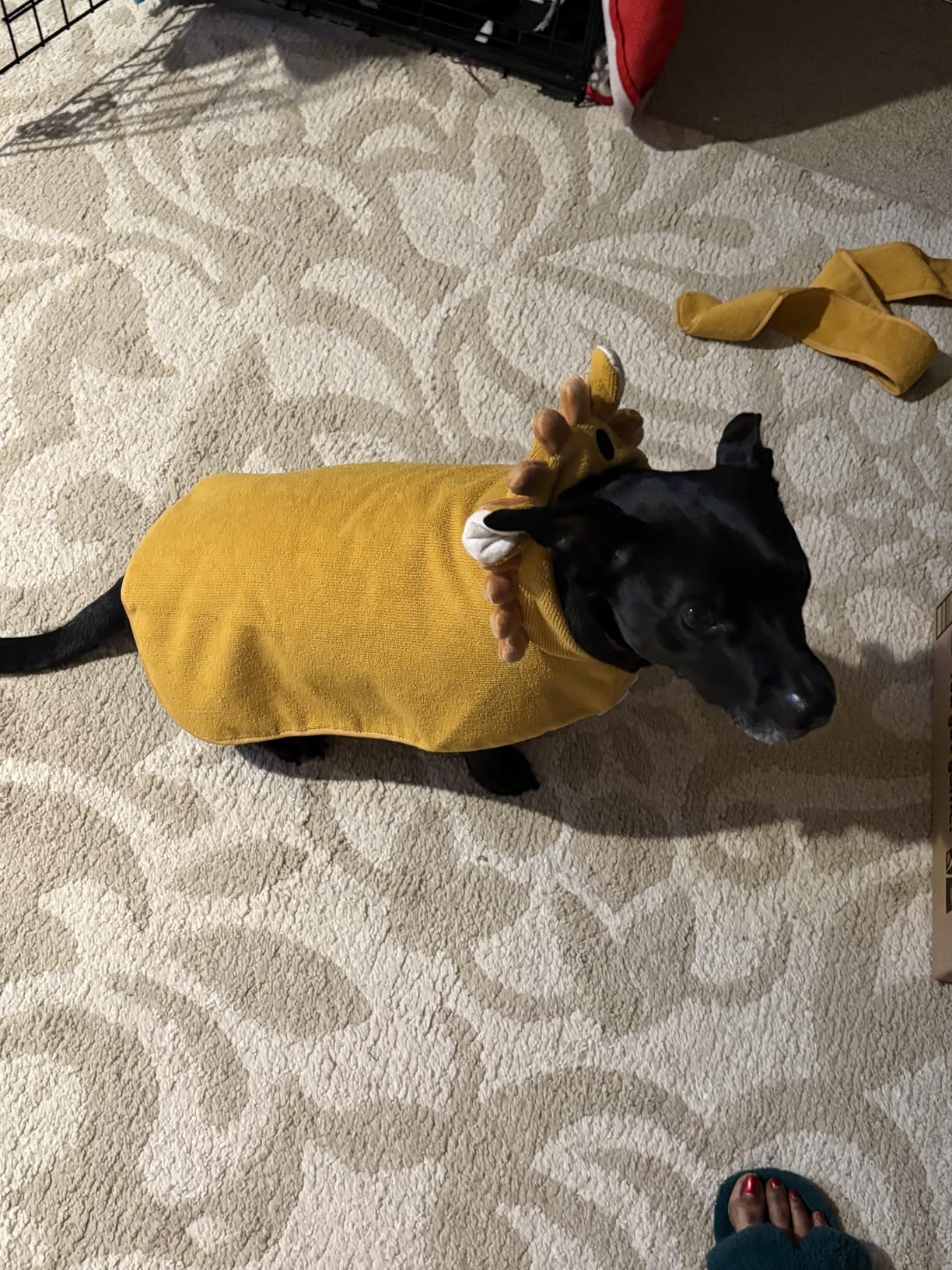 Barkbox Dog Bathrobe Fast Drying with Hook and Loop Closure & Wrap Tie Snuggle, Cute Dogs Clothes, Easy to Clean, Machine Washable, Dog Coats and Tumble Dry Low - Rhino, Large customer photo 2