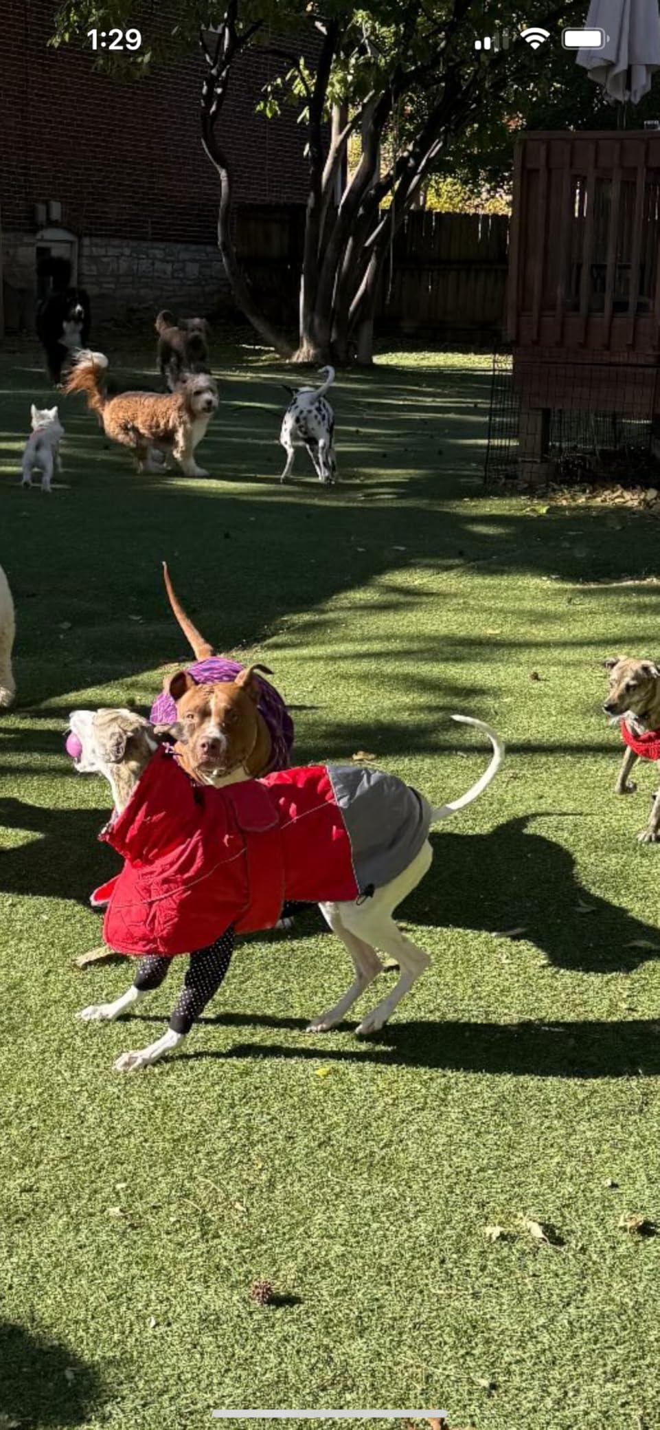 Greyhound Lurcher Winter Coat, Whippet Jacket with Padded Fleece, Waterproof Dog Snowsuit with Adjustable Bands and High Reflective for Safety - Red - XSmall customer photo 1
