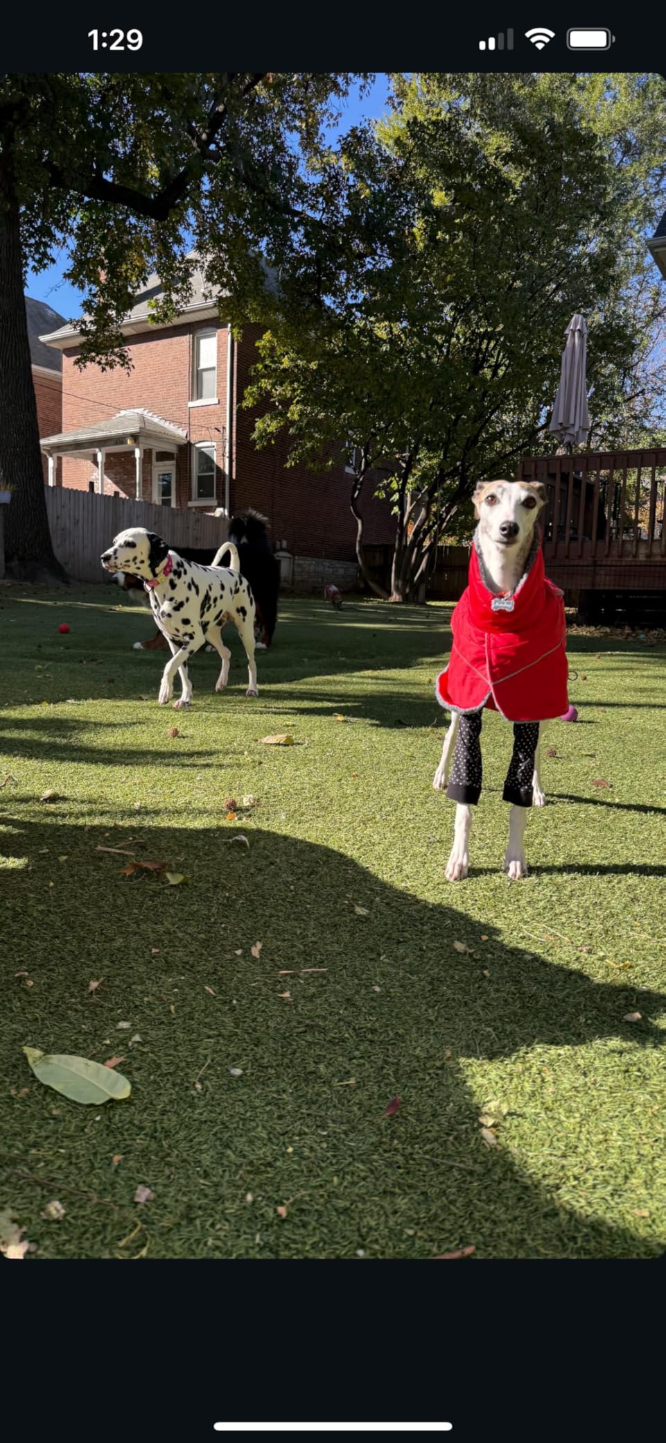 Greyhound Lurcher Winter Coat, Whippet Jacket with Padded Fleece, Waterproof Dog Snowsuit with Adjustable Bands and High Reflective for Safety - Red - XSmall customer photo 2