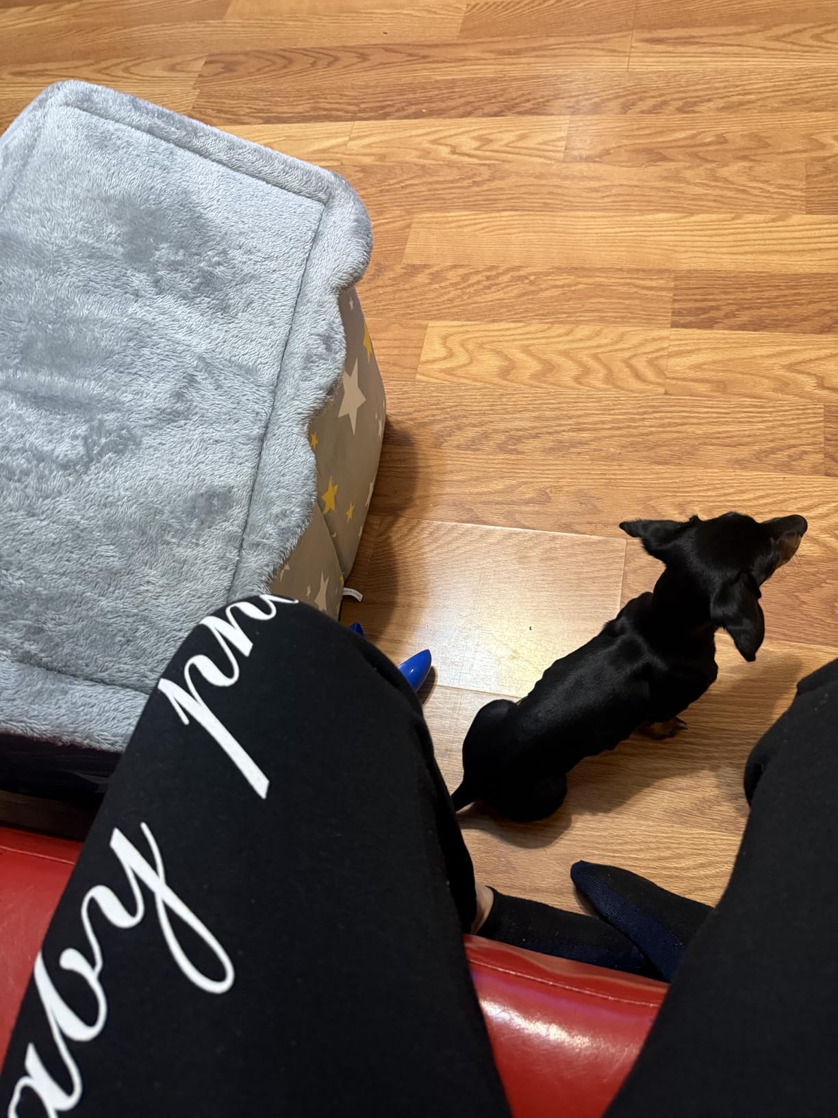 BXEBUI Dog House Indoor Memory Sponge, Foldable Dog House Kennel Bed Mat with Cushion for Small Medium Large Dogs Cats, Winter Warm Cat Nest Puppy Cave Sofa Pet Products (Small) customer photo 1