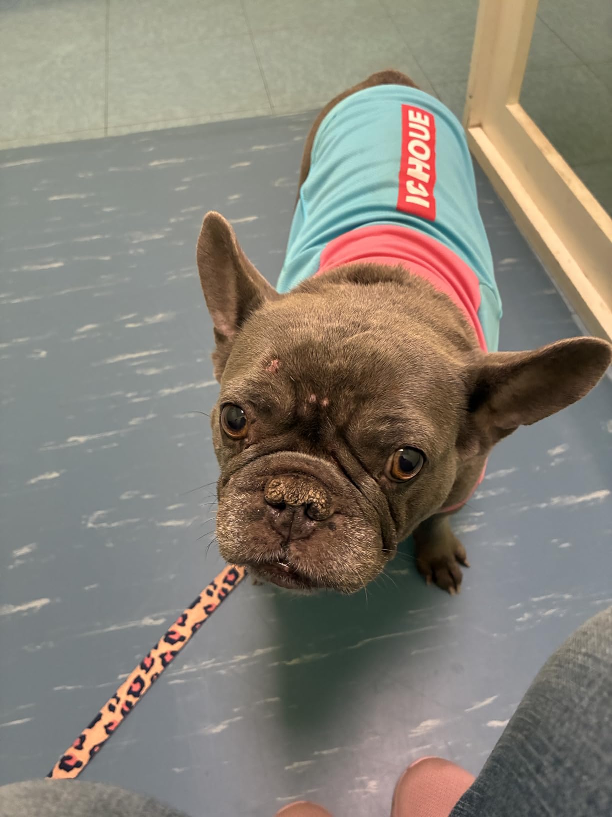 iChoue French Bulldog Summer Cooling Shirt for Dogs UV Sun Protection Vest Sleeveless Stretchy Tank Top English Pug Grey Black - Large customer photo 1