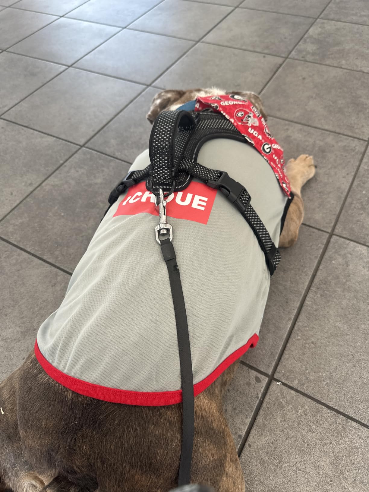 iChoue French Bulldog Summer Cooling Shirt for Dogs UV Sun Protection Vest Sleeveless Stretchy Tank Top English Pug Grey Black - Large customer photo 2