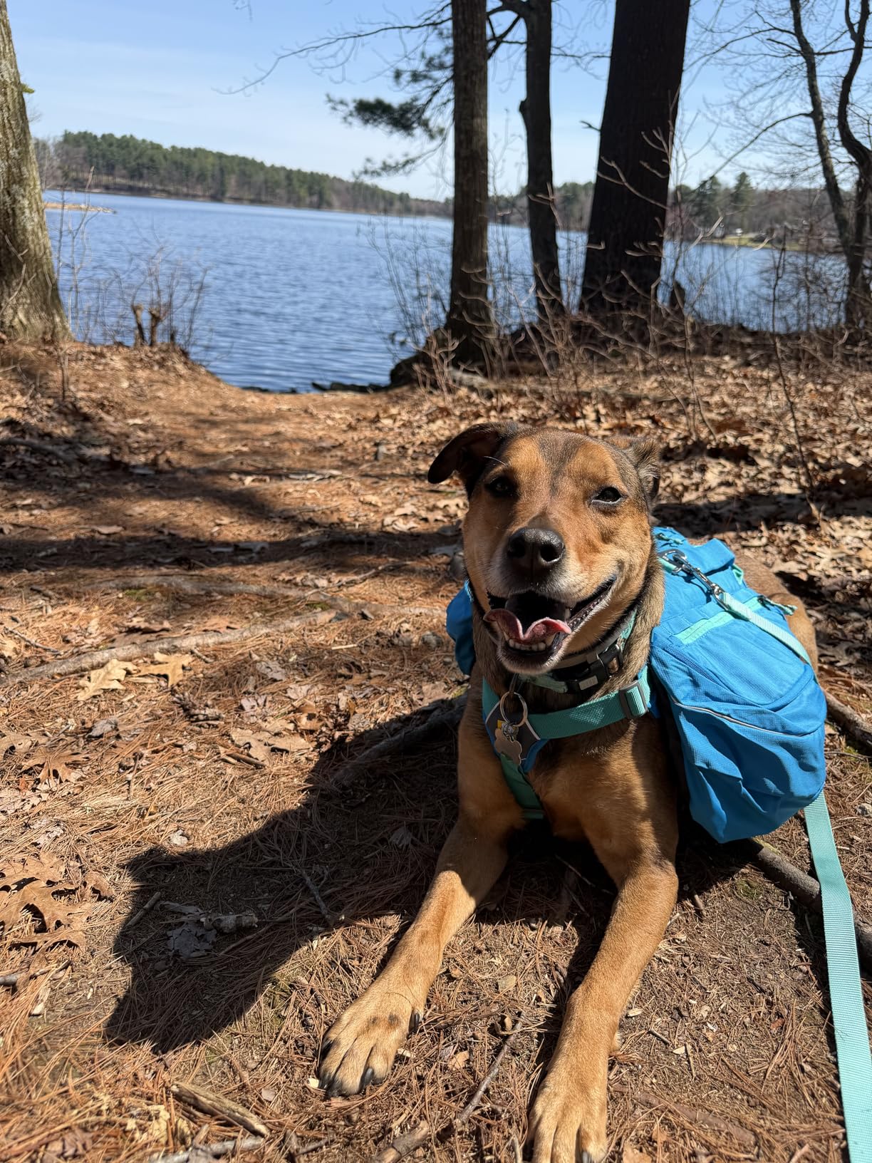 Ruffwear Approach Pack Dog Backpack, Weight-Forward Saddlebags with Flopper Stoppers, 5-Point Adjustable Fit, Padded Handle, Dual Leash Points, Reflective Trim, Campfire Orange, Medium customer photo 1