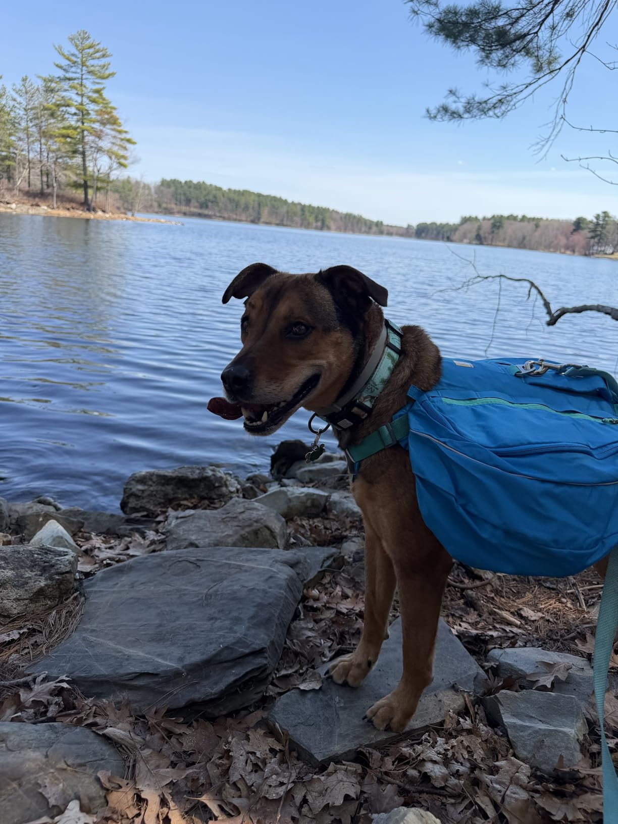 Ruffwear Approach Pack Dog Backpack, Weight-Forward Saddlebags with Flopper Stoppers, 5-Point Adjustable Fit, Padded Handle, Dual Leash Points, Reflective Trim, Campfire Orange, Medium customer photo 2