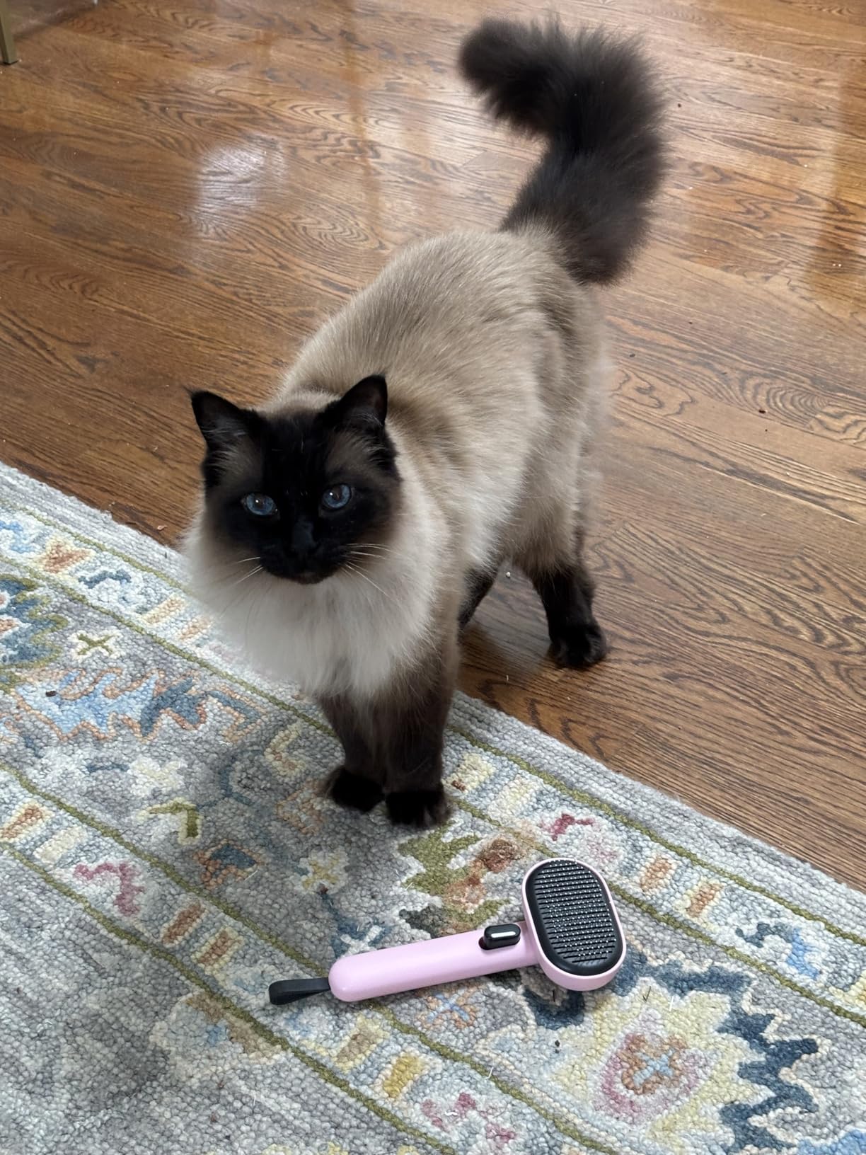 Aumuca Skin Friendly Self-Cleaning Slicker Brush for Dogs & Cats, Gentle Pet Grooming Tool for Shedding & Deshedding, Efficient Hair Remover for Long & Short Haired Pets customer photo 2