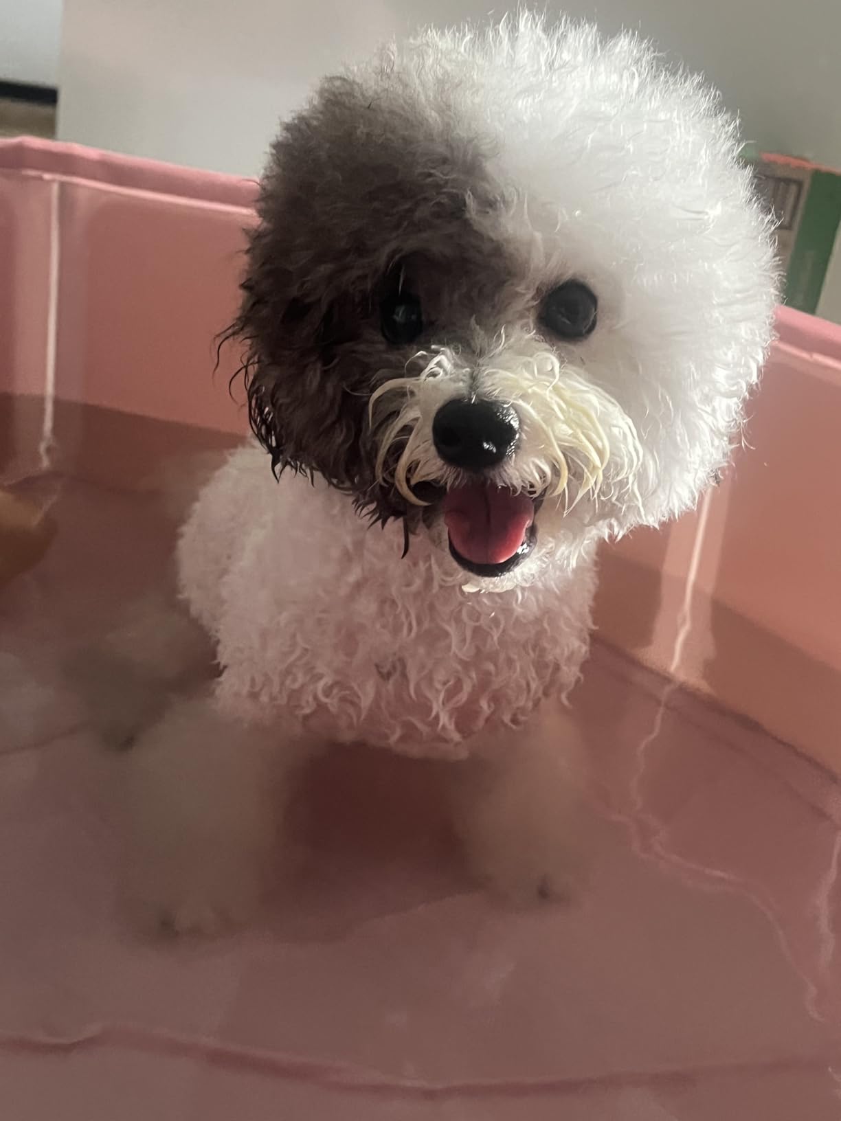 Furrybaby Foldable Dog Pool, Small Dog Swimming Pool for Dogs, Collapsible Hard Plastic Doggie Pool, Portable Bath Tub for Pets Dogs and Cats, Navy 32'' customer photo 2