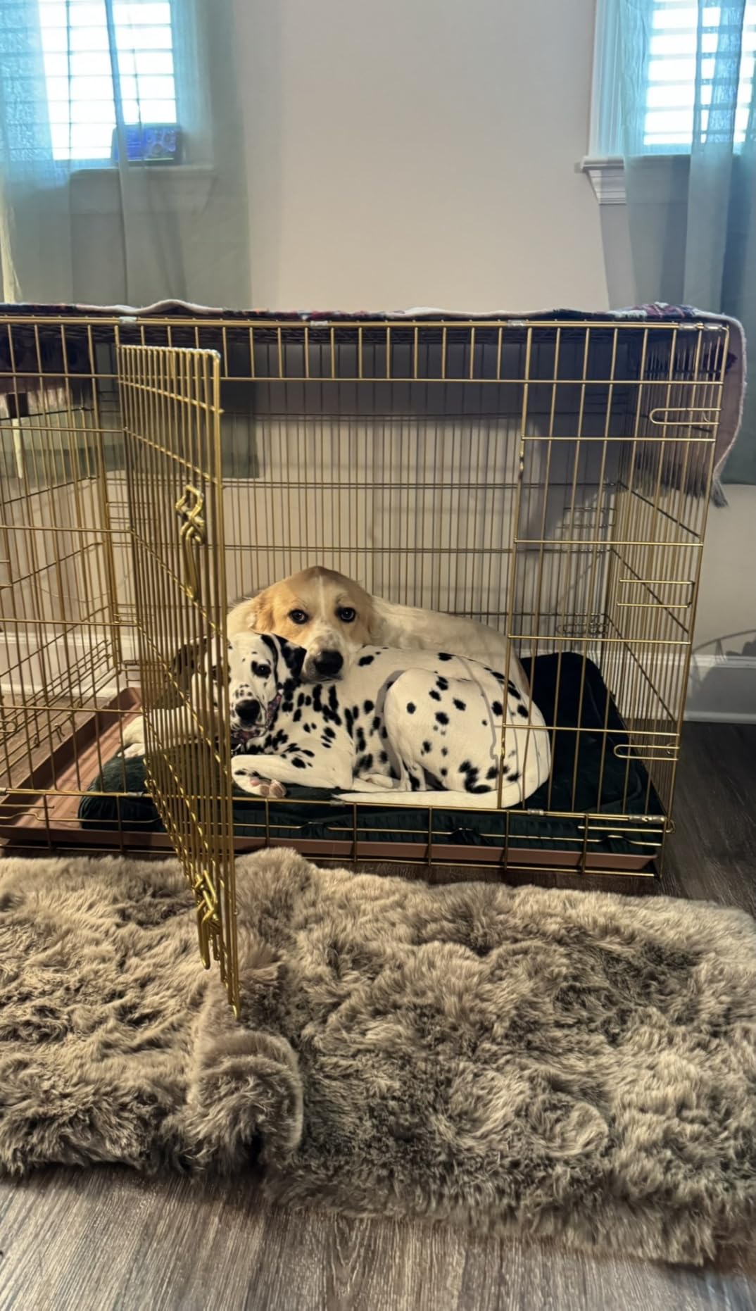HOMEY PET Copper Gold Dog Crate 30 Inch, Portable Folding Metal Wire Dog Kennel Pet Dog Cage with Removable Floor Grid, Pull Out Pan, Double Doors, Handle for Medium-Small Breed Dogs Indoor Travel customer photo 1