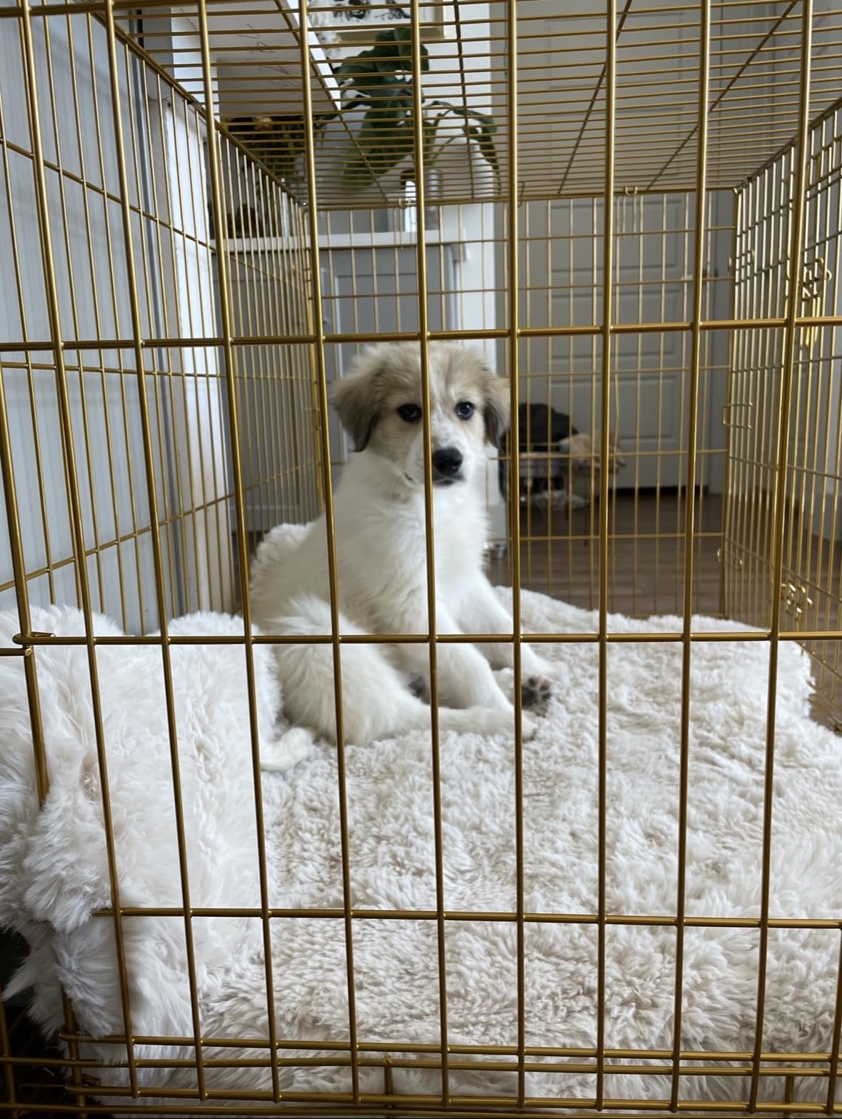 HOMEY PET Copper Gold Dog Crate 30 Inch, Portable Folding Metal Wire Dog Kennel Pet Dog Cage with Removable Floor Grid, Pull Out Pan, Double Doors, Handle for Medium-Small Breed Dogs Indoor Travel customer photo 2