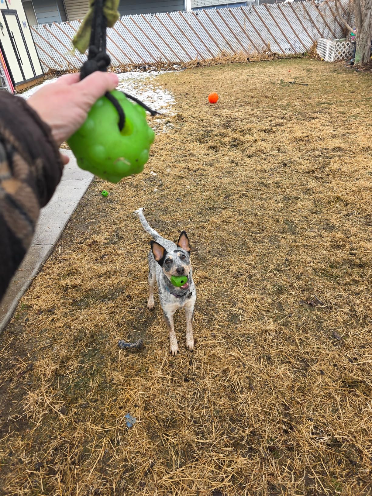 Jolly Pets Tree Tugger Interactive Bungee Dog Toy, Green customer photo 2