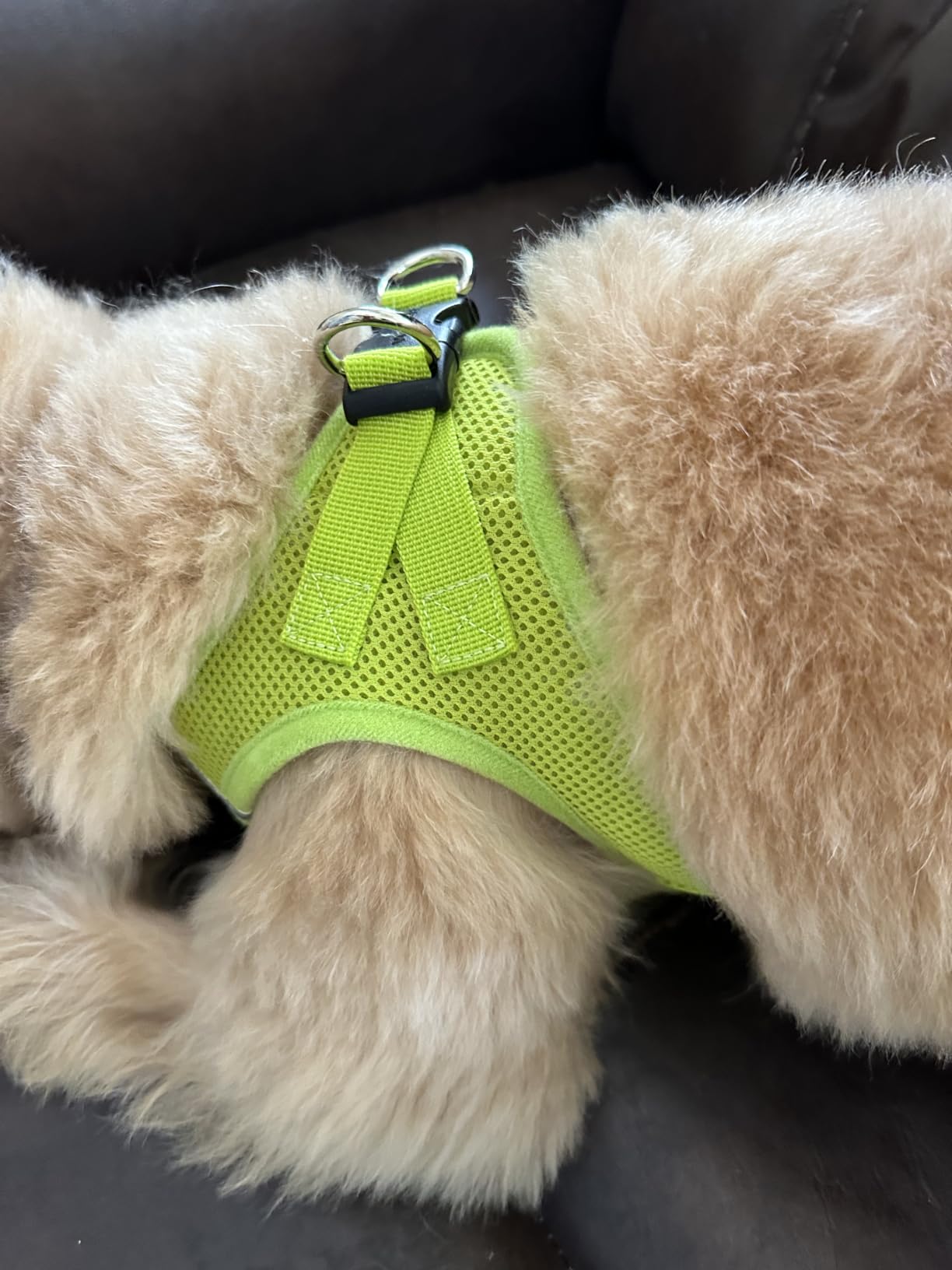 Best Pet Supplies Voyager Step-in Air Harness - All Weather Mesh, Reflective, No Pull Harness for Dogs, Cats - Secure with Hook & Loop Fastener, Buckle, Double D-Rings - Black, S customer photo 1