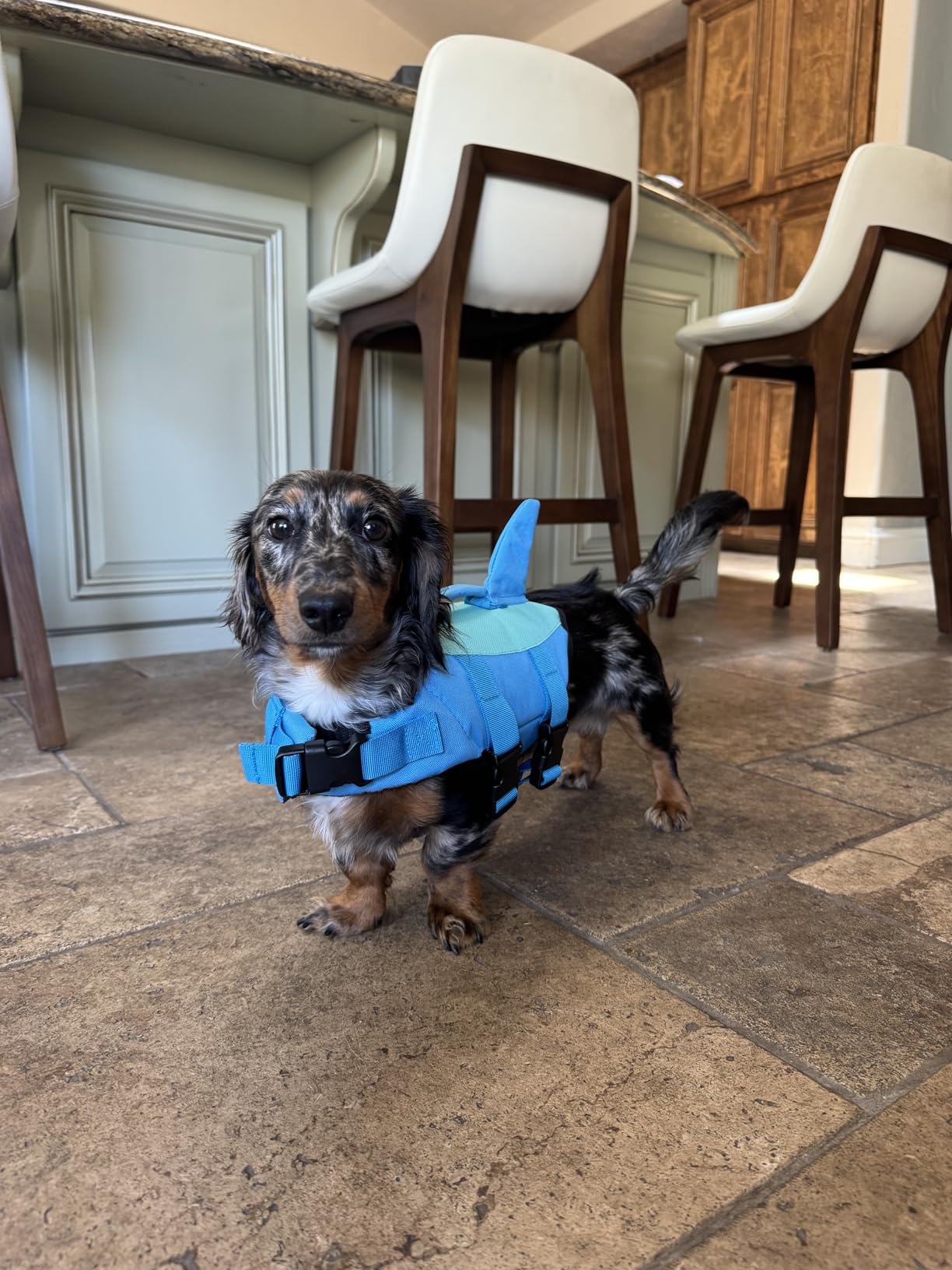 EMUST Shark Dog Life Jackets for Water Safety - Adjustable Ripstop Pet Life Vest with Rescue Handle for Swimming Pool, Beach, Boating (L, Pool Blue) customer photo 1