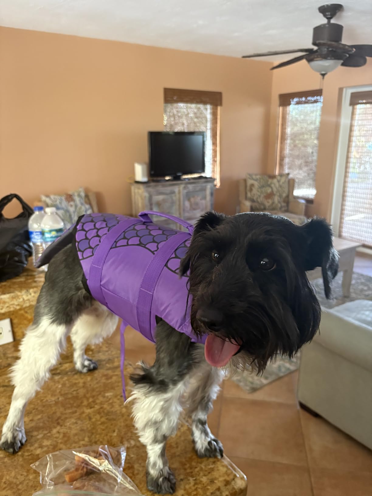 EMUST Shark Dog Life Jackets for Water Safety - Adjustable Ripstop Pet Life Vest with Rescue Handle for Swimming Pool, Beach, Boating (L, Pool Blue) customer photo 2