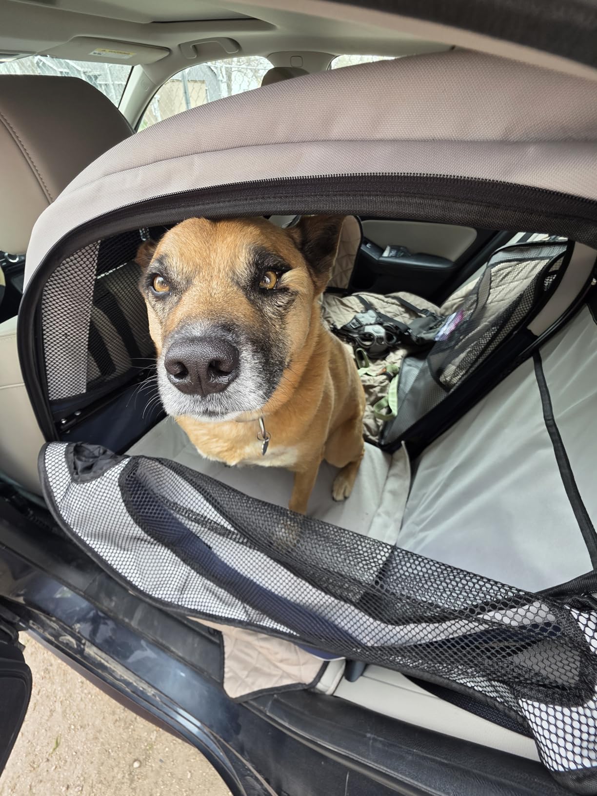PetSafe Happy Ride Collapsible Travel Dog Crate | Mesh Sides for Ventilation, 2 Entry Doors, Removable Washable Fleece Pad Cover, Folds Flat for Storage, For Pets Up to 60 Lb customer photo 2