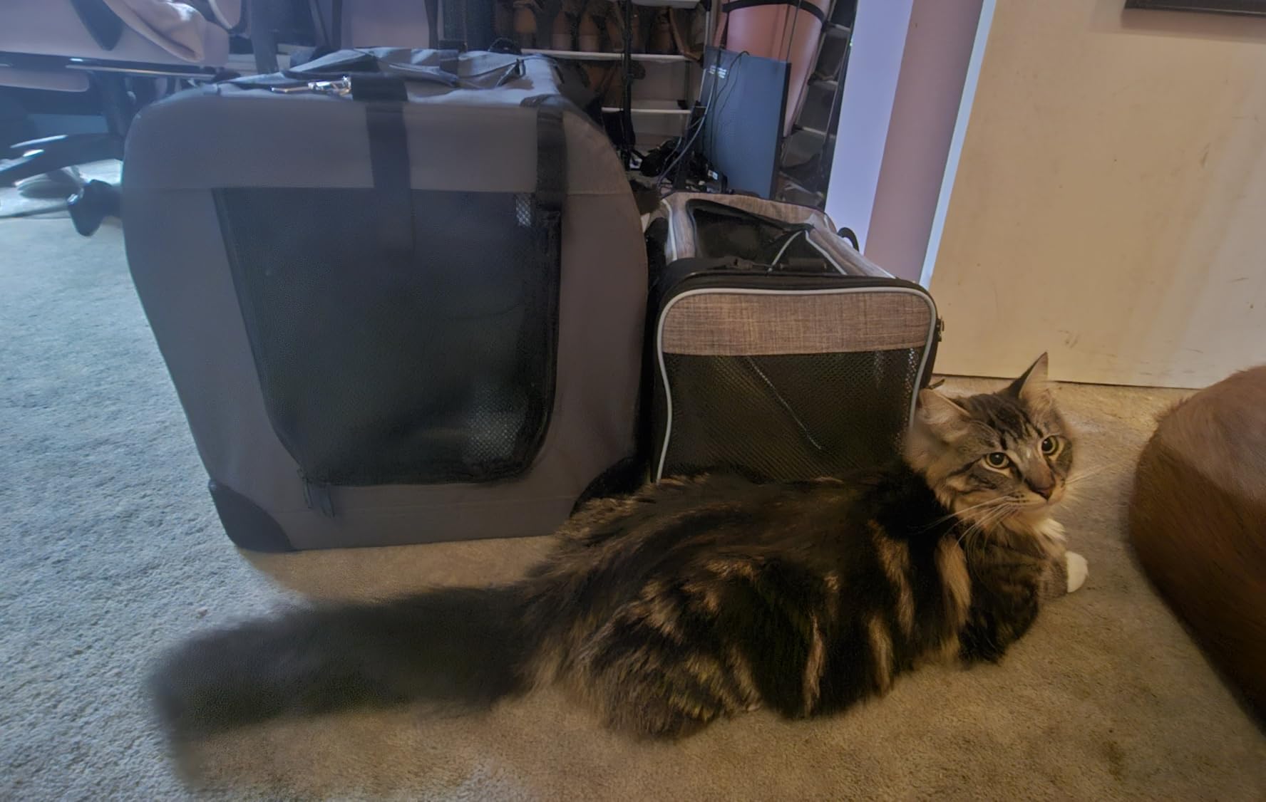 Prutapet Large Cat Carrier 24