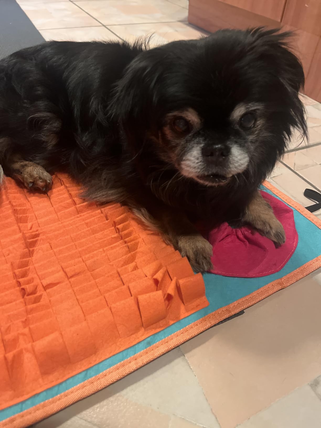 Vivifying Snuffle Mat for Dogs, Interactive Dog Puzzle Toy for Boredom and Mental Stimulation, Enrichment Feeding Game Sniff Mat Helps Slow Eating and Keep Busy customer photo 2