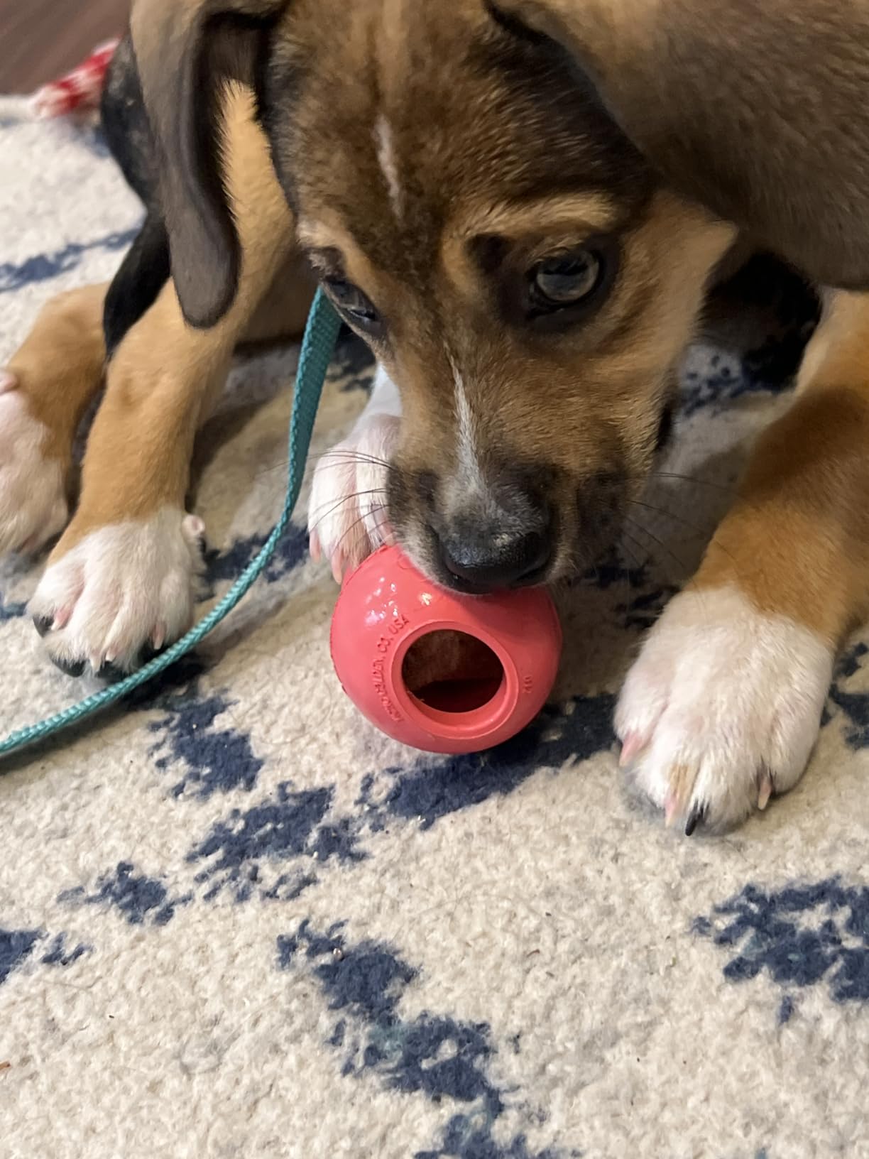 KONG - Puppy Toy Natural Teething Rubber - Fun to Chew, Chase and Fetch - for Small Puppies - Pink customer photo 1