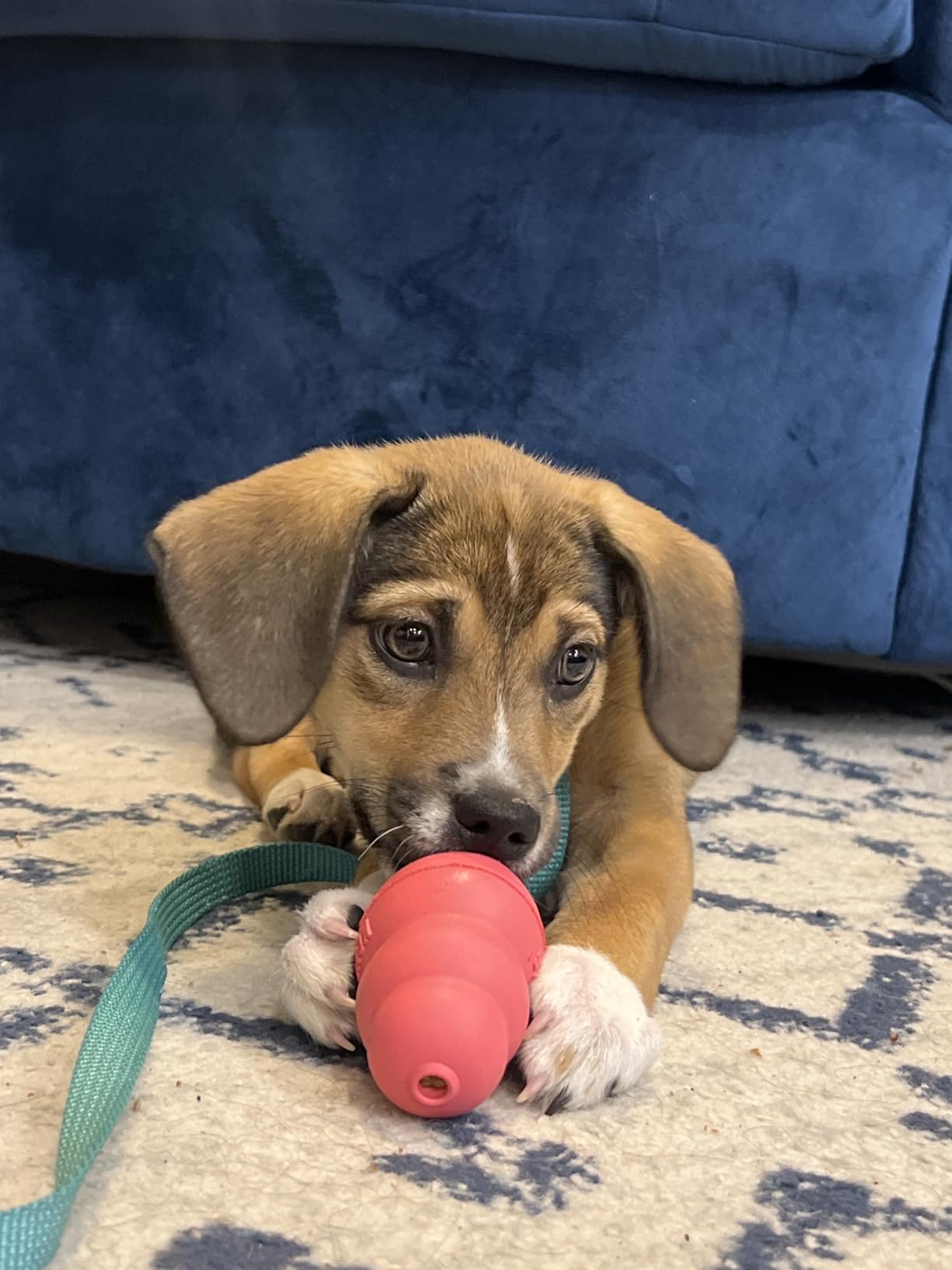 KONG - Puppy Toy Natural Teething Rubber - Fun to Chew, Chase and Fetch - for Small Puppies - Pink customer photo 2