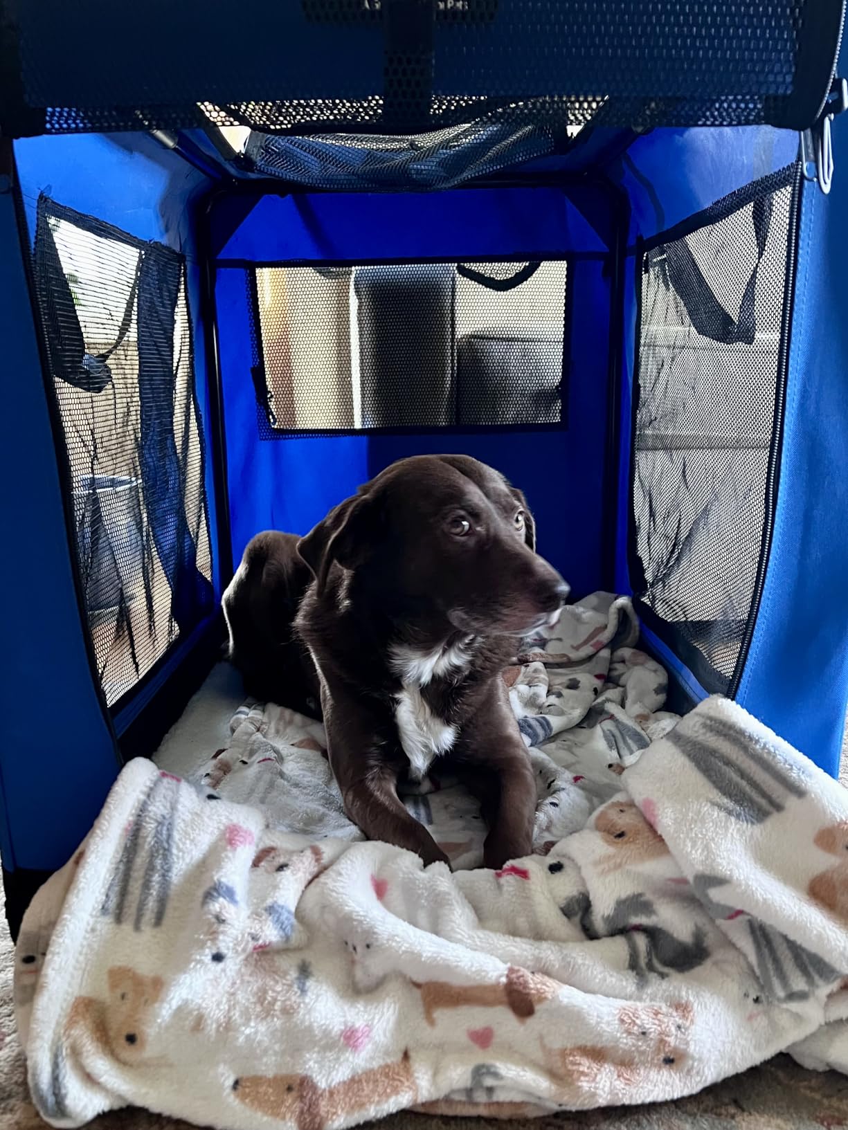 EliteField 4-Door Folding Soft Dog Crate with Curtains, Carrying Bag and Fleece Bed (2 Year Warranty), Indoor & Outdoor Pet Home (42