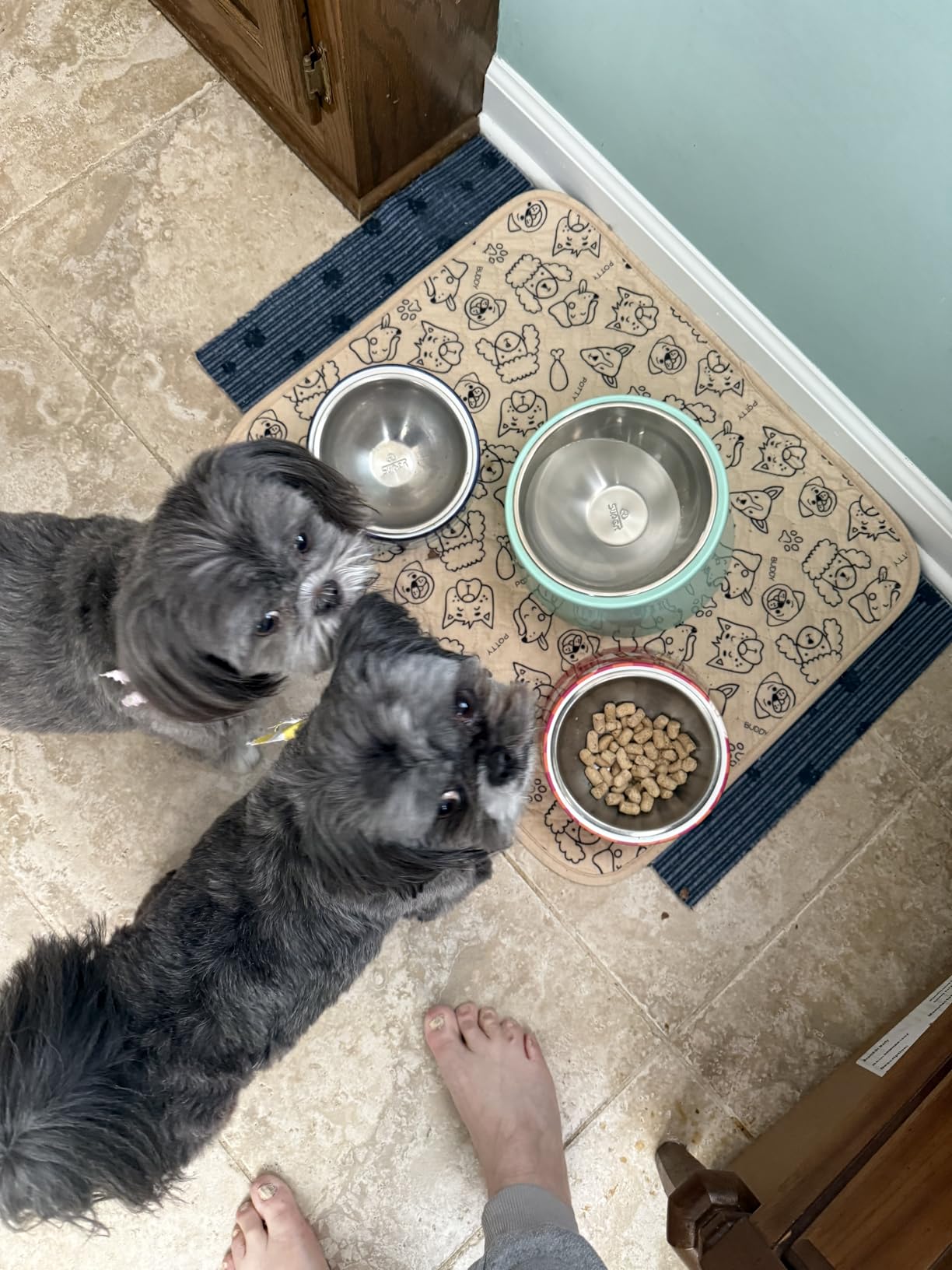 SuperDesign Mess Free 15 Degree Slanted Bowl for Dogs and Cats, Tilted Angle Bulldog Bowl Dog Feeder, Non-Skid & Non-Spill, Easier to Reach Food S/0.5 Cup White customer photo 2