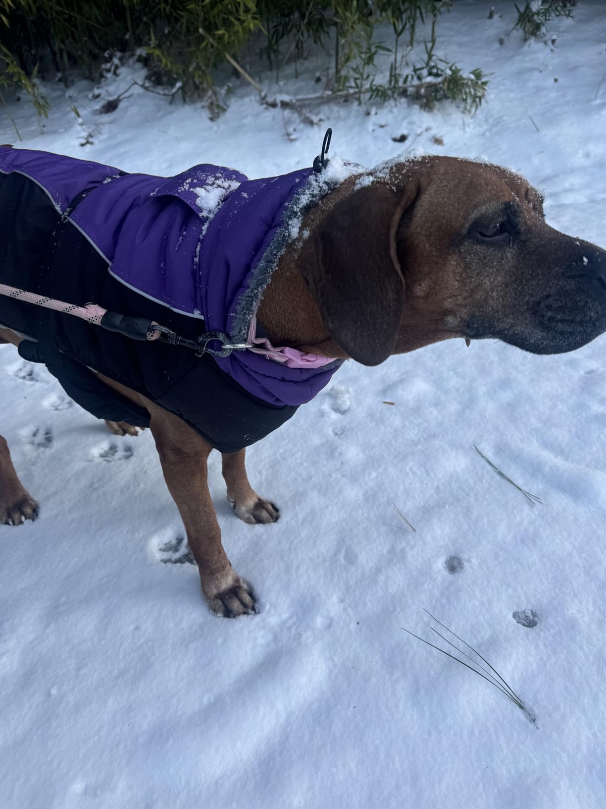IECOii Extra Warm Dog Coat - Reflective Adjustable Jacket With Buckle Fleece Turtleneck for Cold Weather - Soft Winter Coat for Small Medium Extra Large Dogs - Green Camo customer photo 1