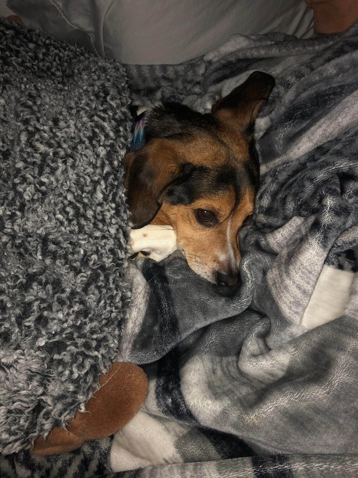 SAVFOX 23 inches Calming Donut Dog Bed - 3X Durable Plush Faux Fur, Machine Washable & Non-Slip, Fits up to 25 lbs, Brown customer photo 1