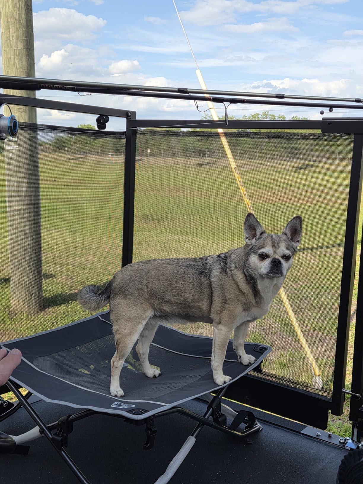 TIMBER RIDGE Outdoor Dog Bed, Cooling Elevated Pet Bed Portable Raised Dog Bed with Breathable Mesh, Dog Bed Foldable Dog Cot for Indoor & Outside, Grey customer photo 2