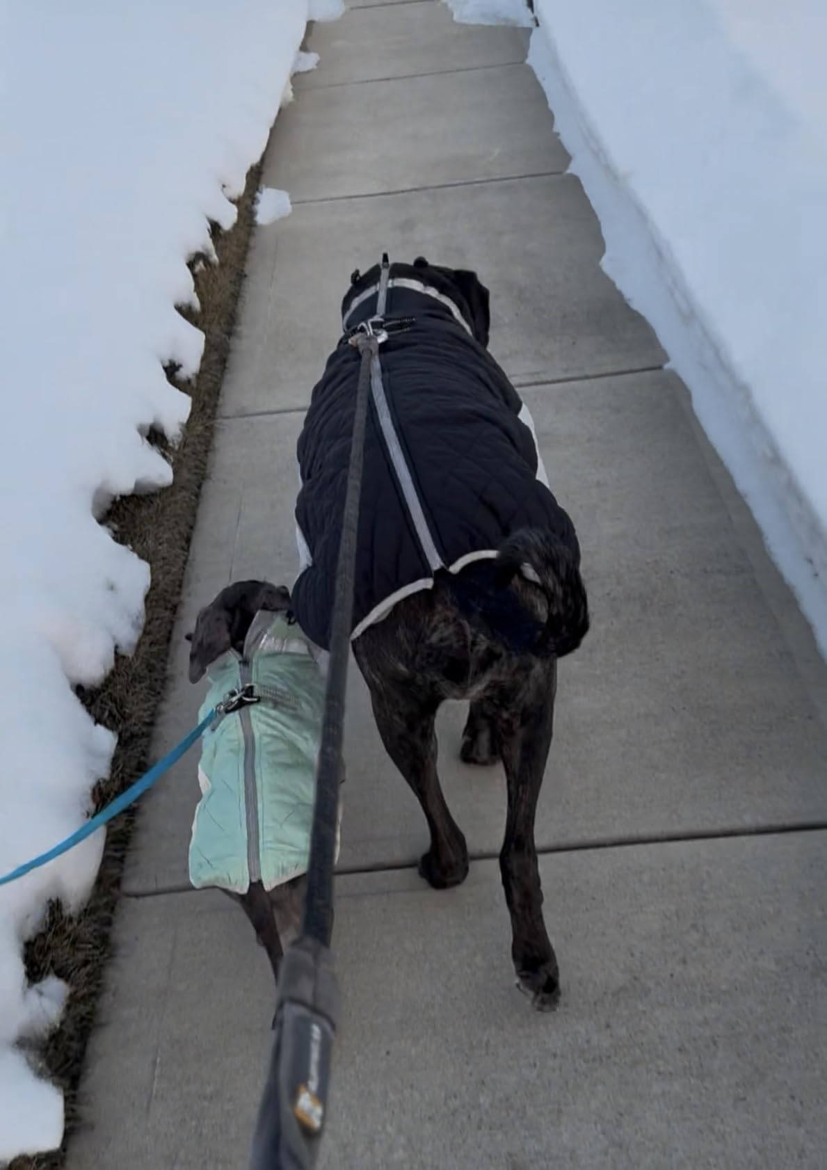 Lelepet Dog Coat Warm Dog Winter Coat Waterproof Dogs Jacket with Harness Built in Reflective Pet Fleece Vest Zip-Up Cold Weather Coats for Small Medium Large Dogs Turtleneck Windproof Blaze Orange L customer photo 1