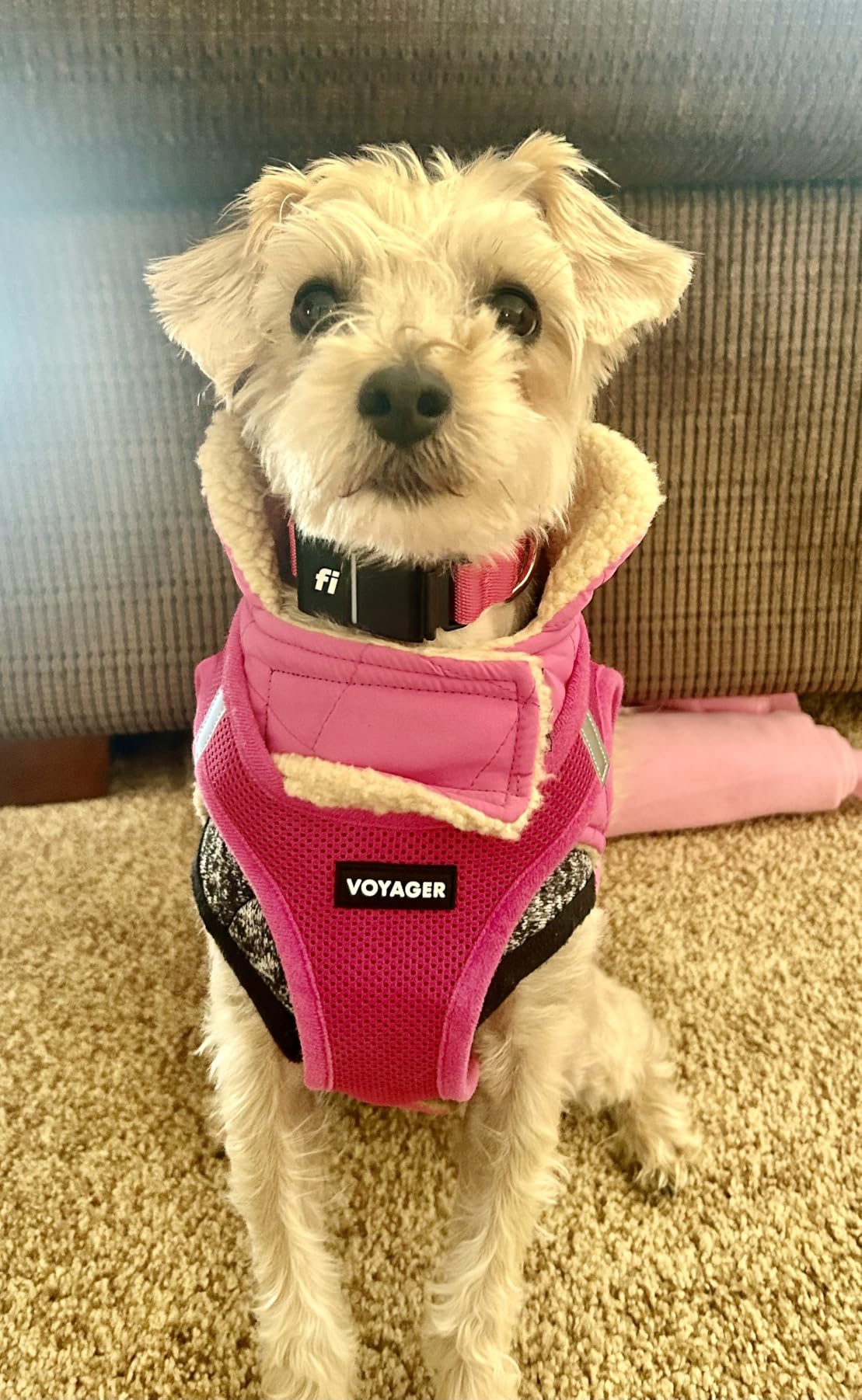 Queenmore Warm Puffer Dog Jacket, Quilting Winter Coat Ultra Thick Plush Lining with Storage Pockets (Dark Navy, X-Small) customer photo 1