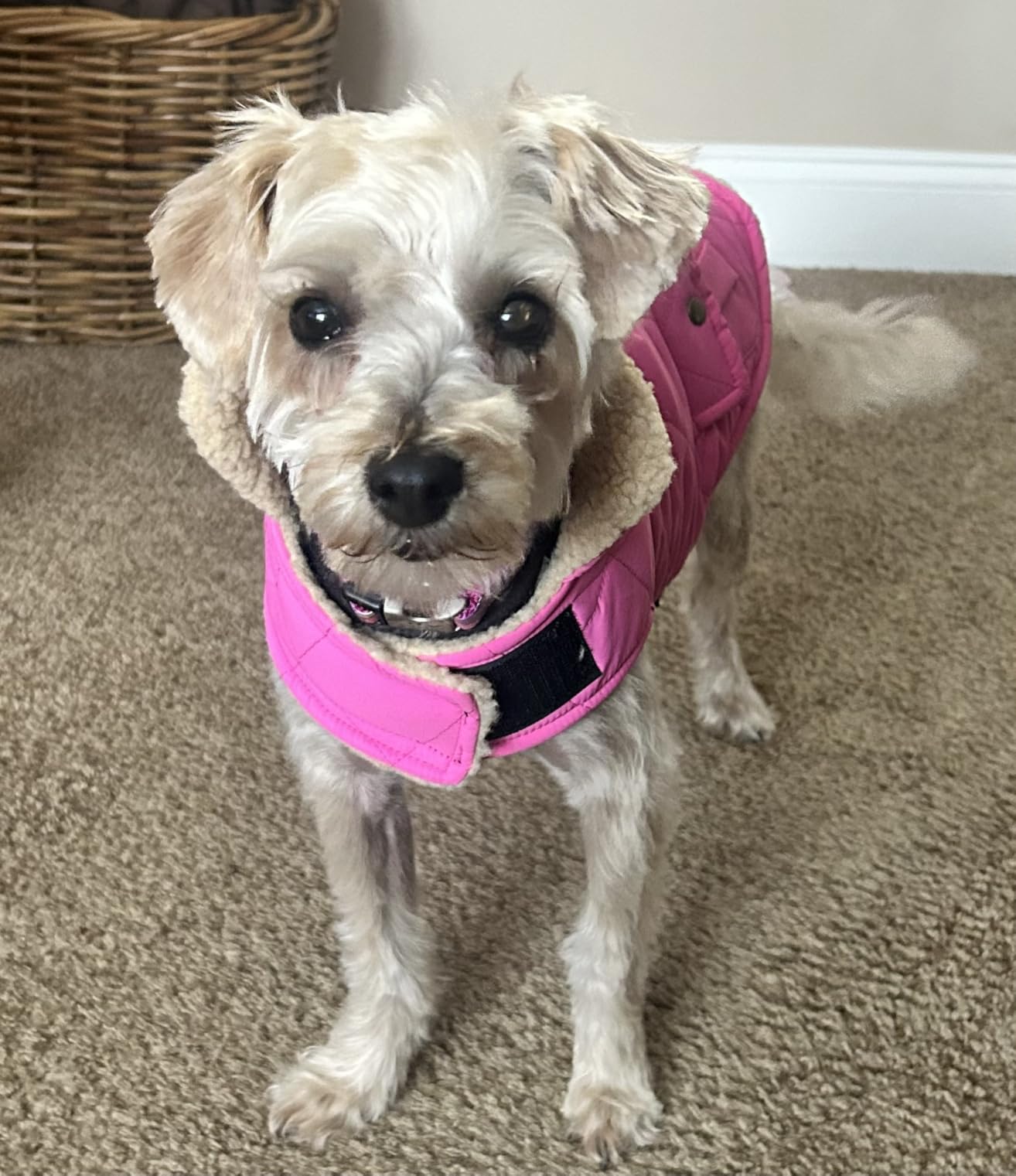 Queenmore Warm Puffer Dog Jacket, Quilting Winter Coat Ultra Thick Plush Lining with Storage Pockets (Dark Navy, X-Small) customer photo 2