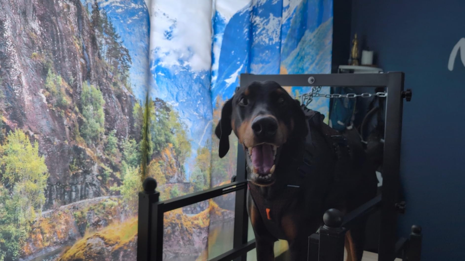PawPaw's Dog Treadmill for Large Dogs, Medium Dogs with Brake. Dog Slatmill for Healthy & Fit Dog Life, Dog Treadmill for Indoor & Outdoor. Treadmill for Dogs up to 330 lbs (Large) customer photo 1