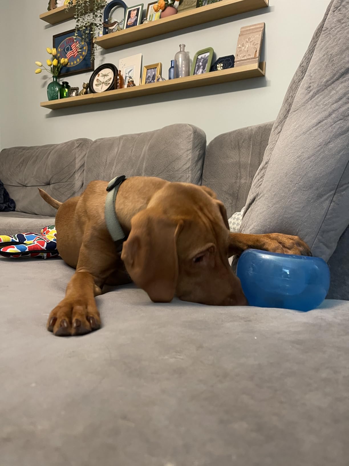 Outward Hound by Nina Ottosson Lickin' Layers 3-in-1 Interactive Dog Feeder Puzzle, Lick Mat and Slow Feeder Bowl - Mental Stimulation Toy for Medium and Large Dogs, 2 Cup Capacity customer photo 1