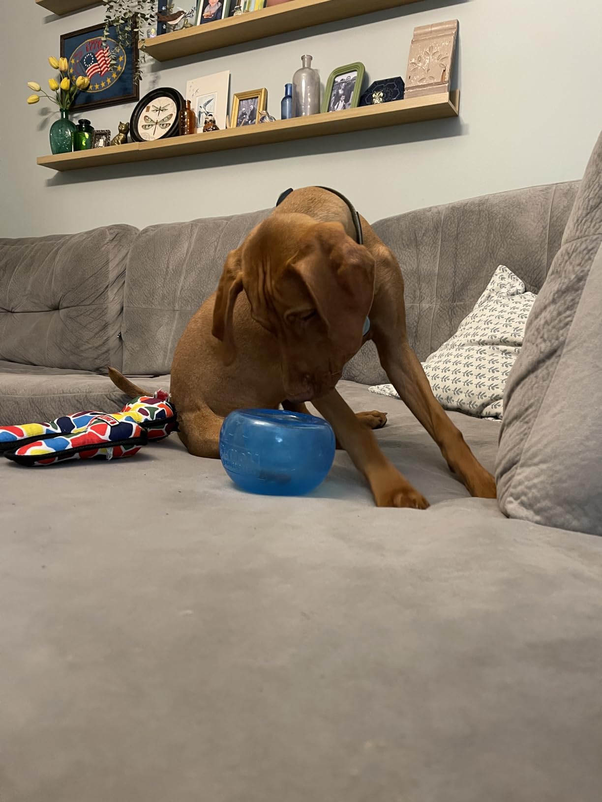 Outward Hound by Nina Ottosson Lickin' Layers 3-in-1 Interactive Dog Feeder Puzzle, Lick Mat and Slow Feeder Bowl - Mental Stimulation Toy for Medium and Large Dogs, 2 Cup Capacity customer photo 2