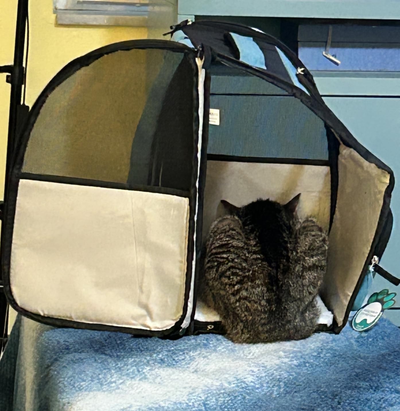 PetAmi Dog Backpack Carrier for Small Large Cat, Pet, Puppy, Ventilated Pet Hiking Backpack Travel Bag, Airline Approved customer photo 1