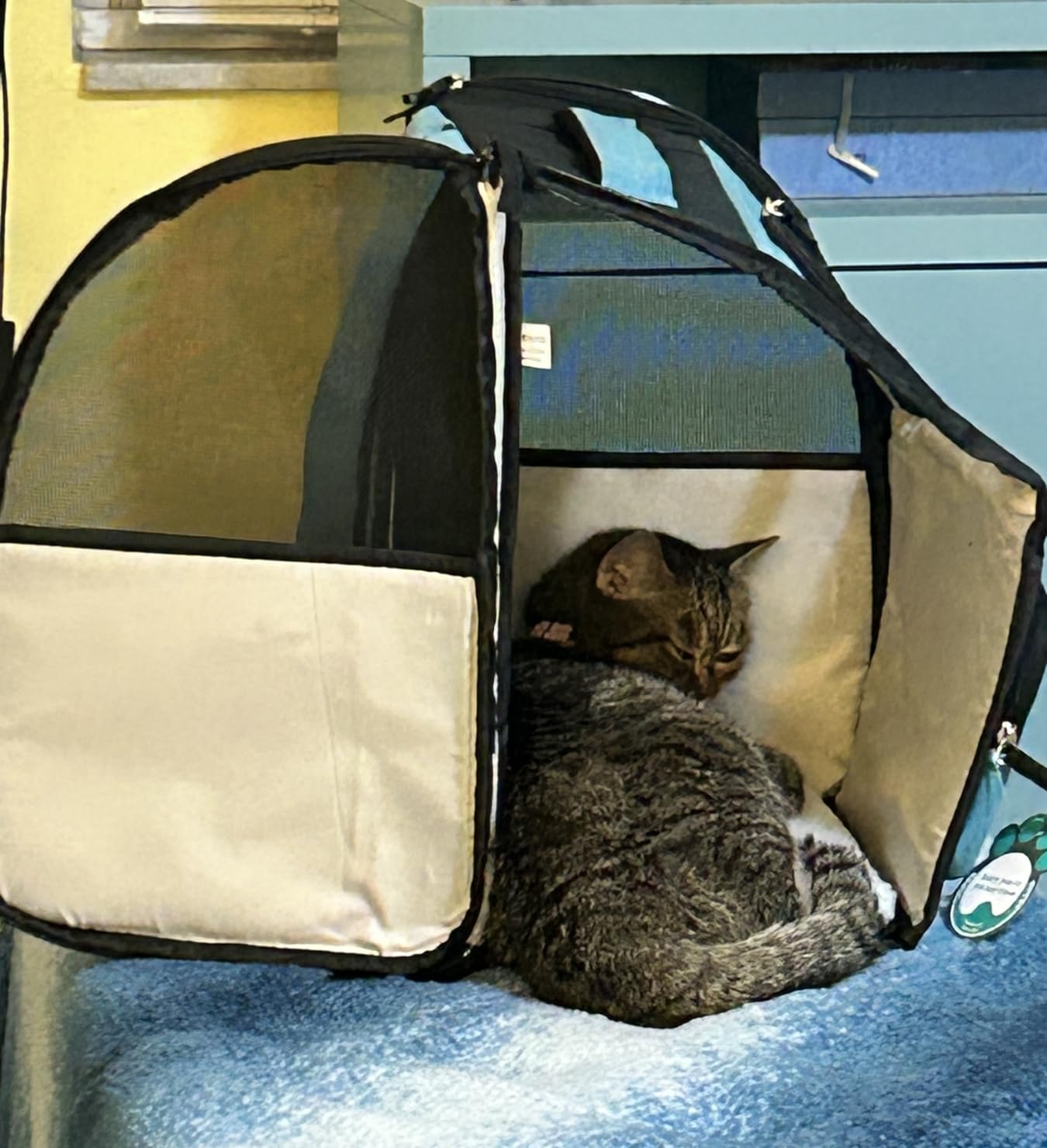 PetAmi Dog Backpack Carrier for Small Large Cat, Pet, Puppy, Ventilated Pet Hiking Backpack Travel Bag, Airline Approved customer photo 2